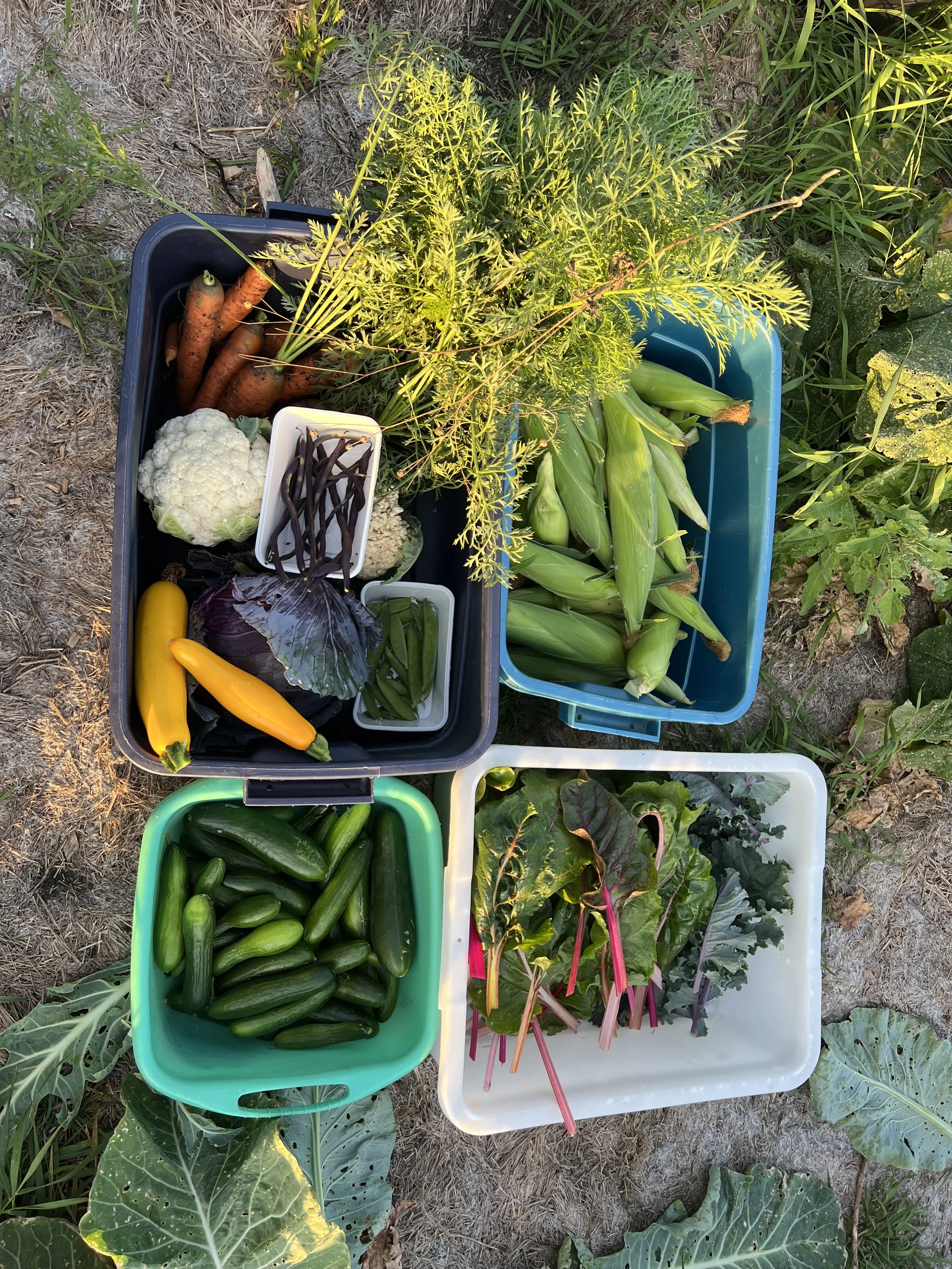 WFD Garden Produce