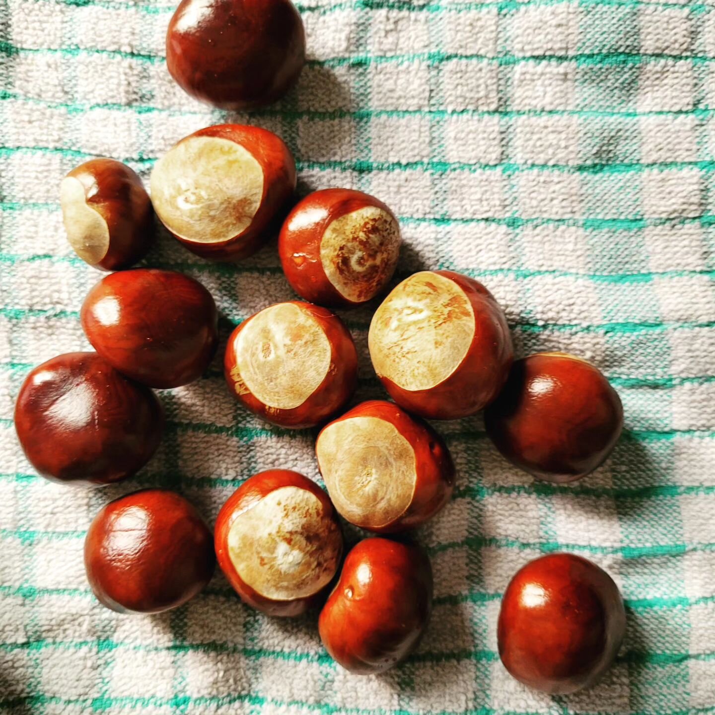 Once upon a time, there was a wise old conker tree. The tree had been growing in the forest for many years, and it had seen many things. One day, a group of children came to the forest to play. They were playing with conkers, and they were having a l