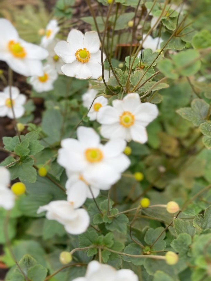 Join us Saturday to work in the garden. Brisk weather means less overheating 💚 and you&rsquo;ll be helping put a shine on the Fred! We&rsquo;re going to clean up a vexing small bed, move some plants into the sun, plant two trees and a shrub, replace