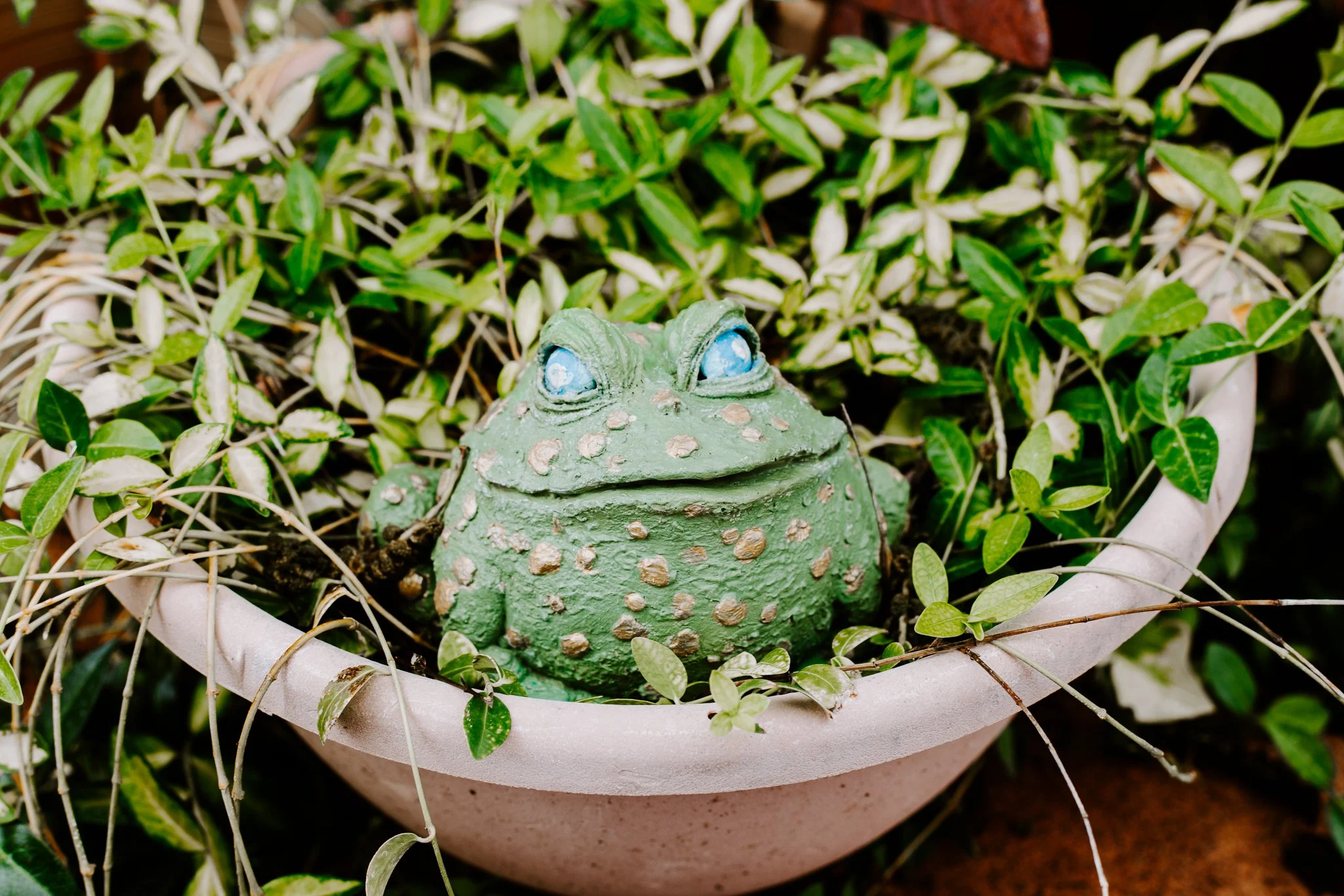 A ceramic frog figurine with blue eyes sitting among green and white variegated leaves inside a pinkish planter.