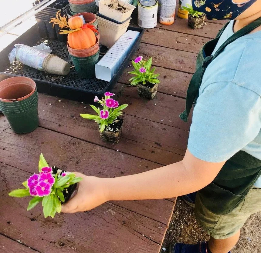 A young child wearing a face mask and apron watering a pink flowering plant in a garden. There are additional potted plants, gardening supplies, and a tray with pumpkins and a small decorative fall arrangement on a wooden table.
