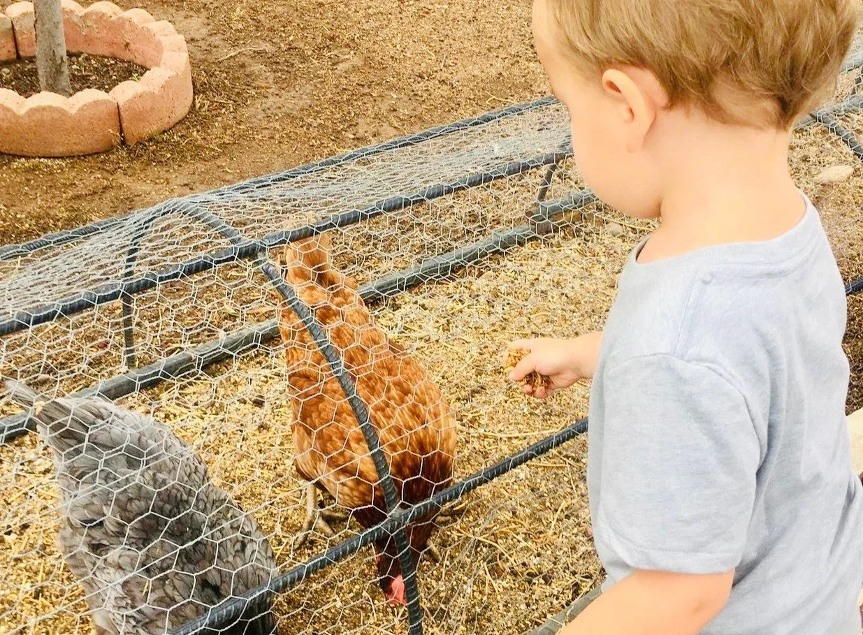 A young boy feeding chickens behind a wire fence at a farm or petting zoo.