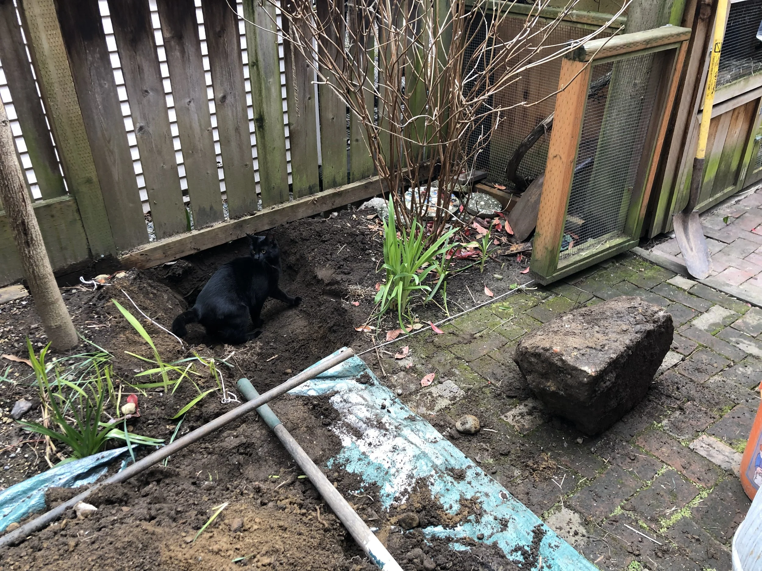 The dig begins, will a little help from Moomoo the cat