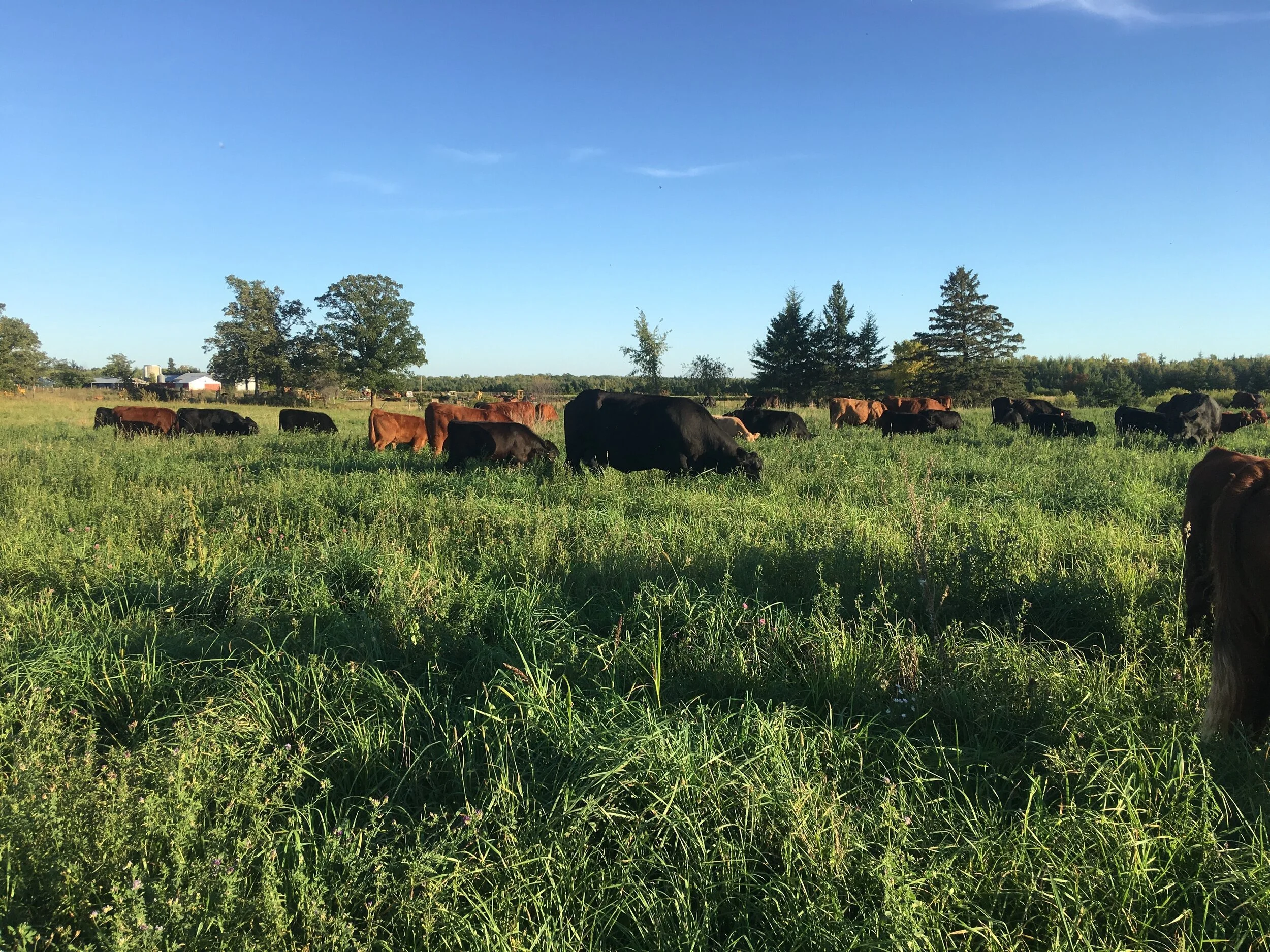Single Cedar Farm Grass Fed & Finished Beef Pastured Poultry Microgreens Menahga, MN
