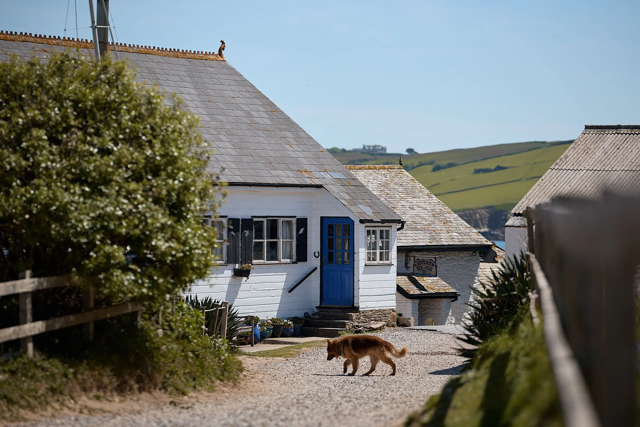 A small brown dog walking on a gravel path in front of a white house with a blue door, surrounded by green plants and hills in the background.