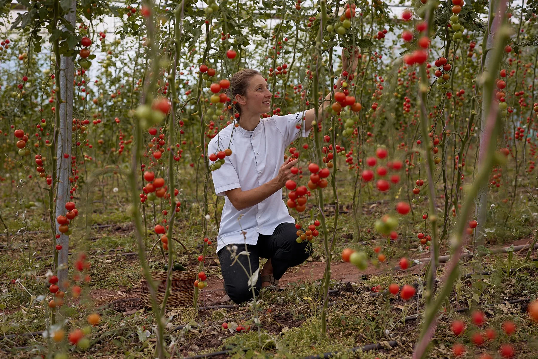 A woman kneeling in a tomato greenhouse, harvesting ripe red tomatoes from vine plants.
