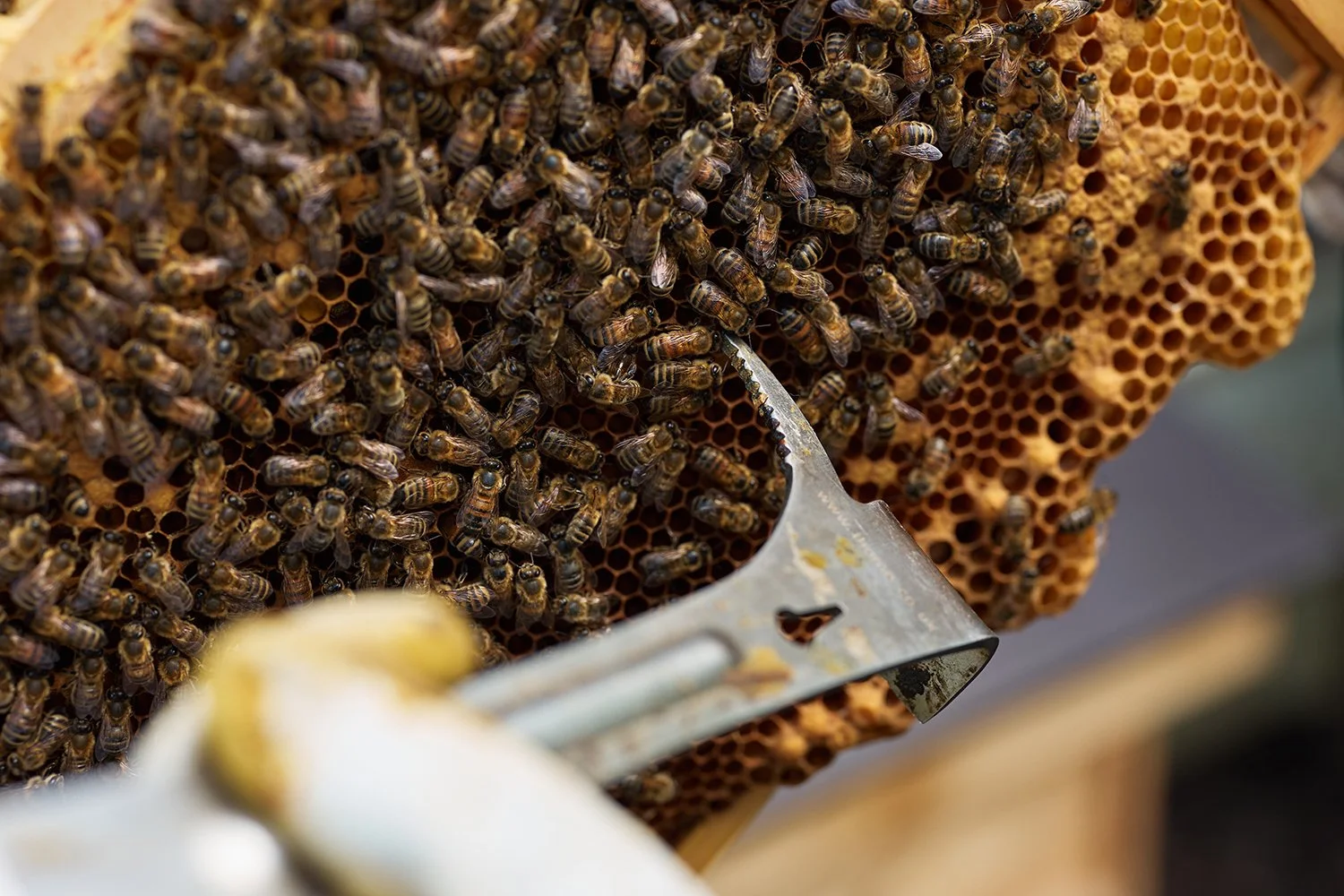 surrey-hills-honey-bees-photography-apiary-lifestyle-branding.jpg