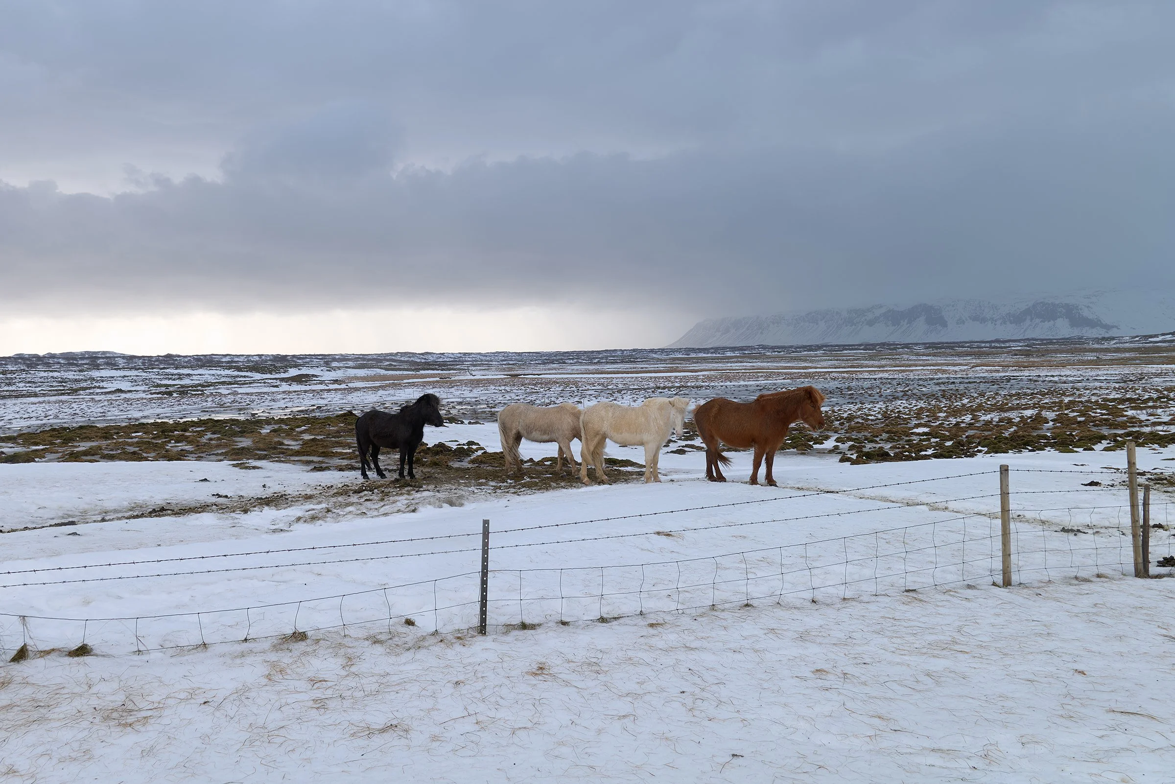 Four horses standing on a snowy field behind a fence, with a cloudy sky and distant mountains in the background.