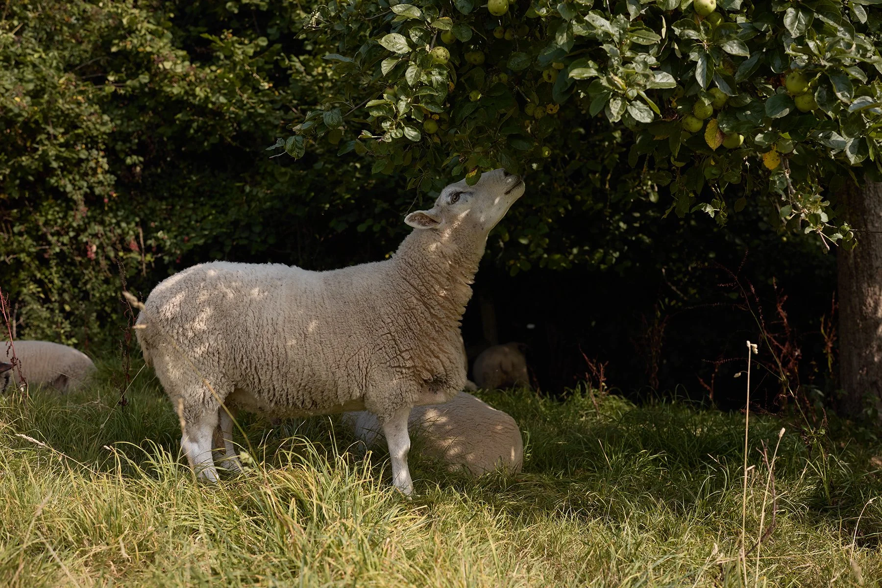 A sheep grazing in the traditional tall-stem orchards at Find & Foster, showcasing the natural ecosystem of a Devon cidery.