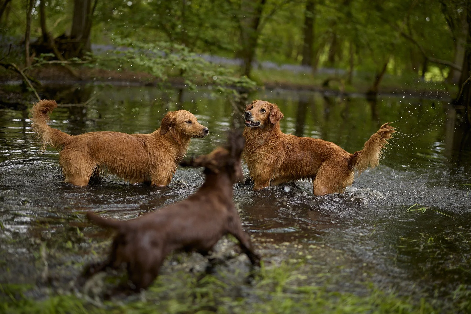 Lifestyle photography of dogs playing in water for James and Ella