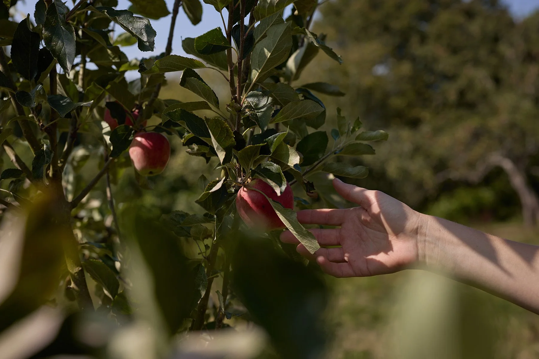 A person’s hand reaching out to touch red apples on an apple tree.