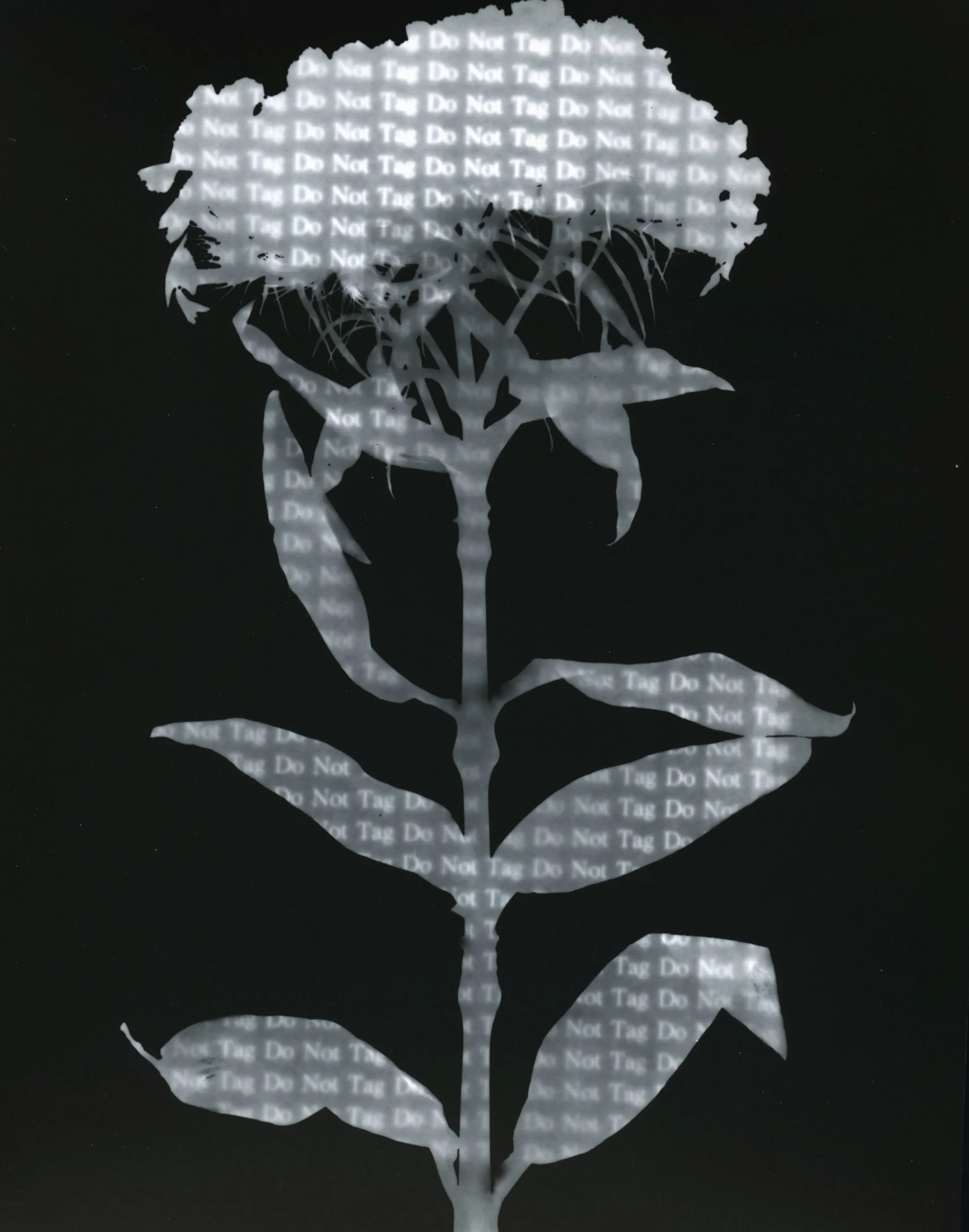 _do+not+tag_+flower.jpg