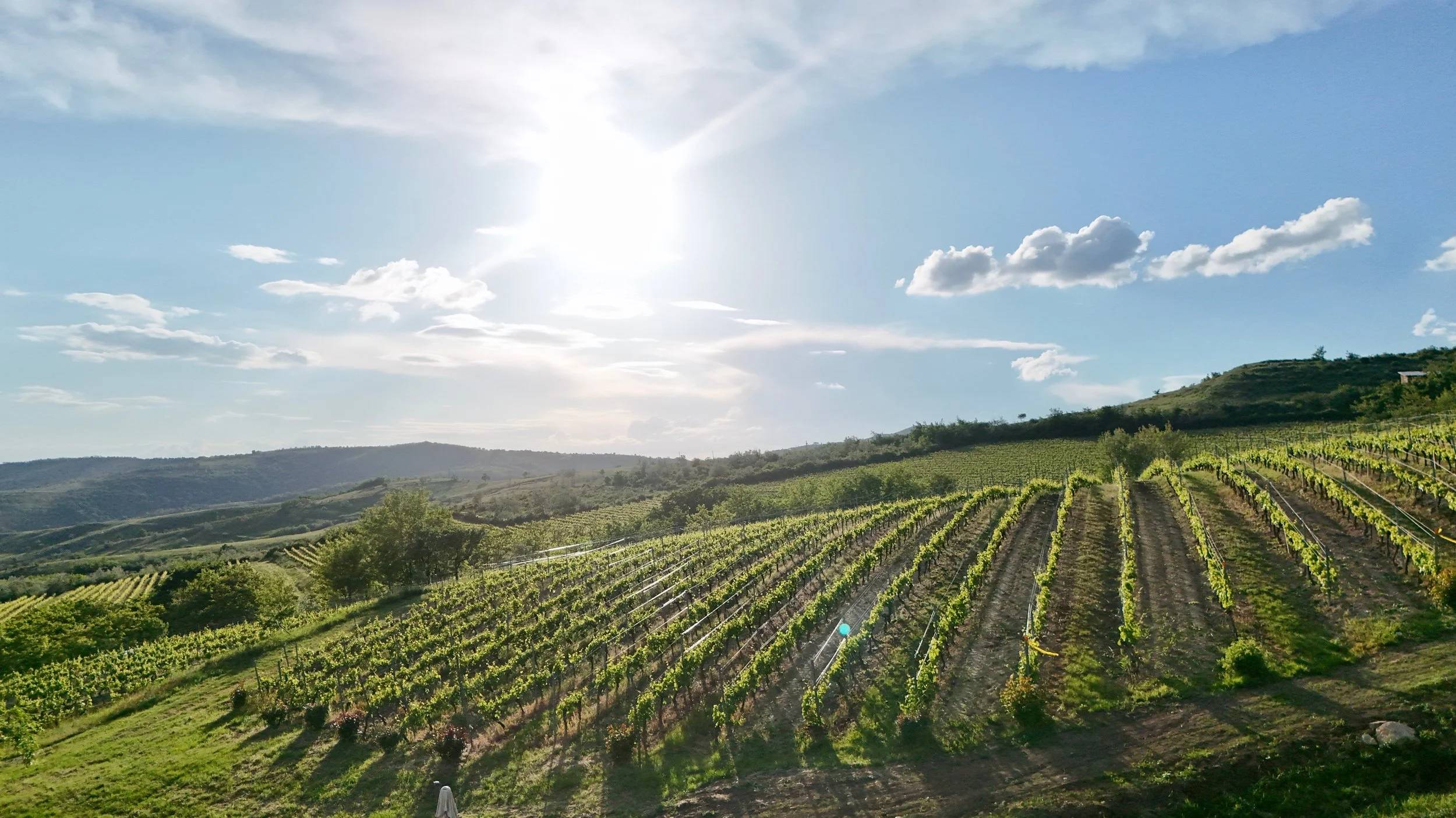Vineyard in Dealu Mare Romania