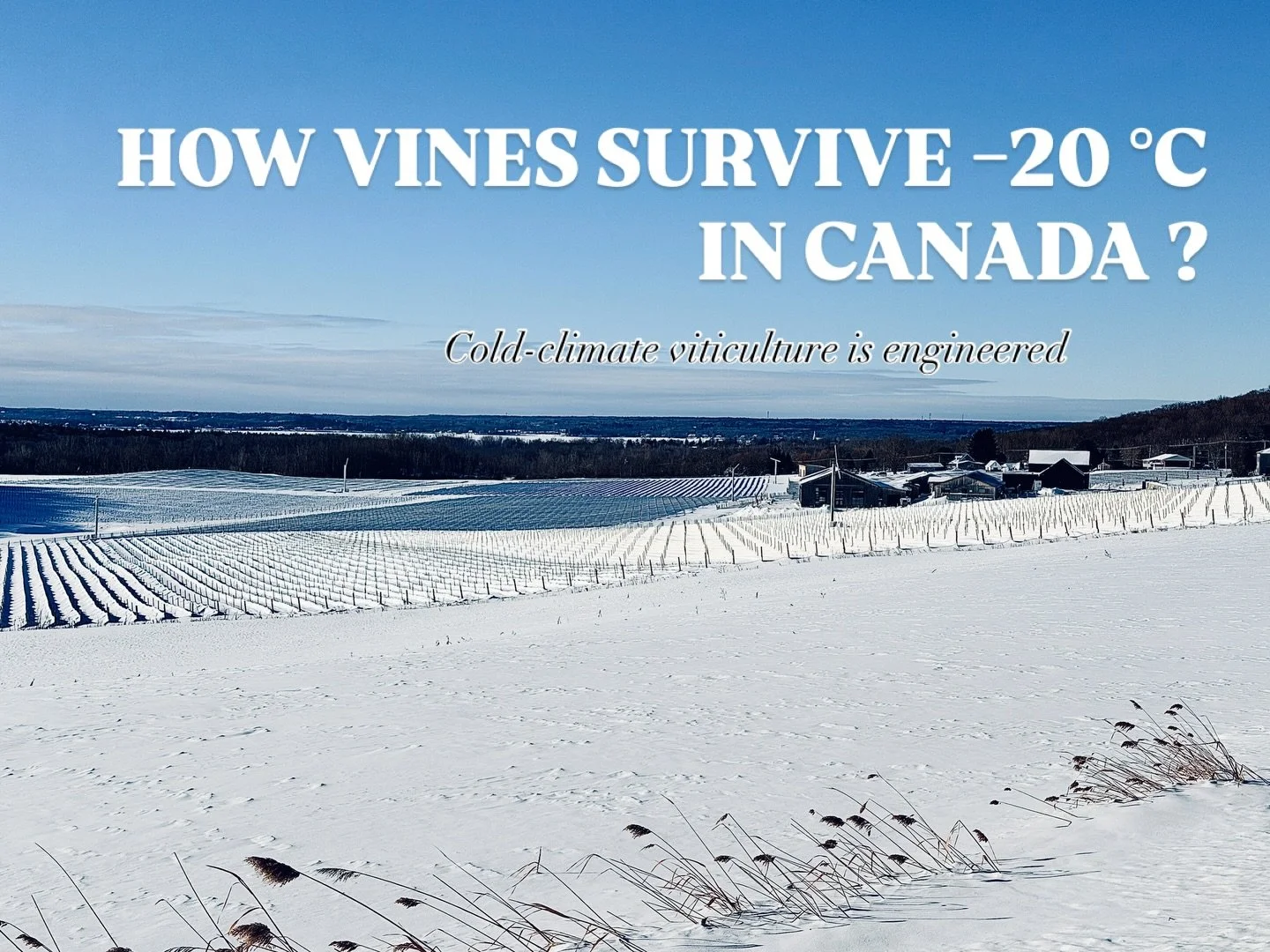 Canadian winters regularly reach &minus;20 &deg;C and below.
Vines survive through genetic selection, vine architecture, physical protection, site choice&mdash;and increasingly, technology.

Cold-hardy hybrids with Vitis riparia parentage, textile co