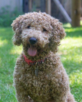 As we step into the week of Thanksgiving we wanted to share some things we're thankful for. First up&mdash;Shannon!

1. My dog, Clover.  She provides endless joy and comfort.  Plus, look how cute she is! 
2. Running! This year I wrestled with a knee 