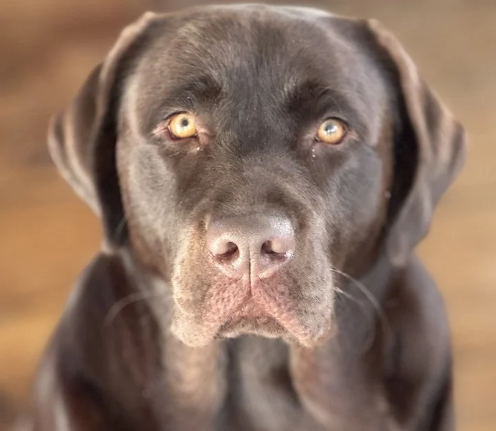 A few things Sarah is thankful for as we continue to practice gratitude this week:

1. I am thankful for Goose and the joy it brings to our house to have 10-month old puppy who doesn&rsquo;t understand his size in relation to the rest of the world an