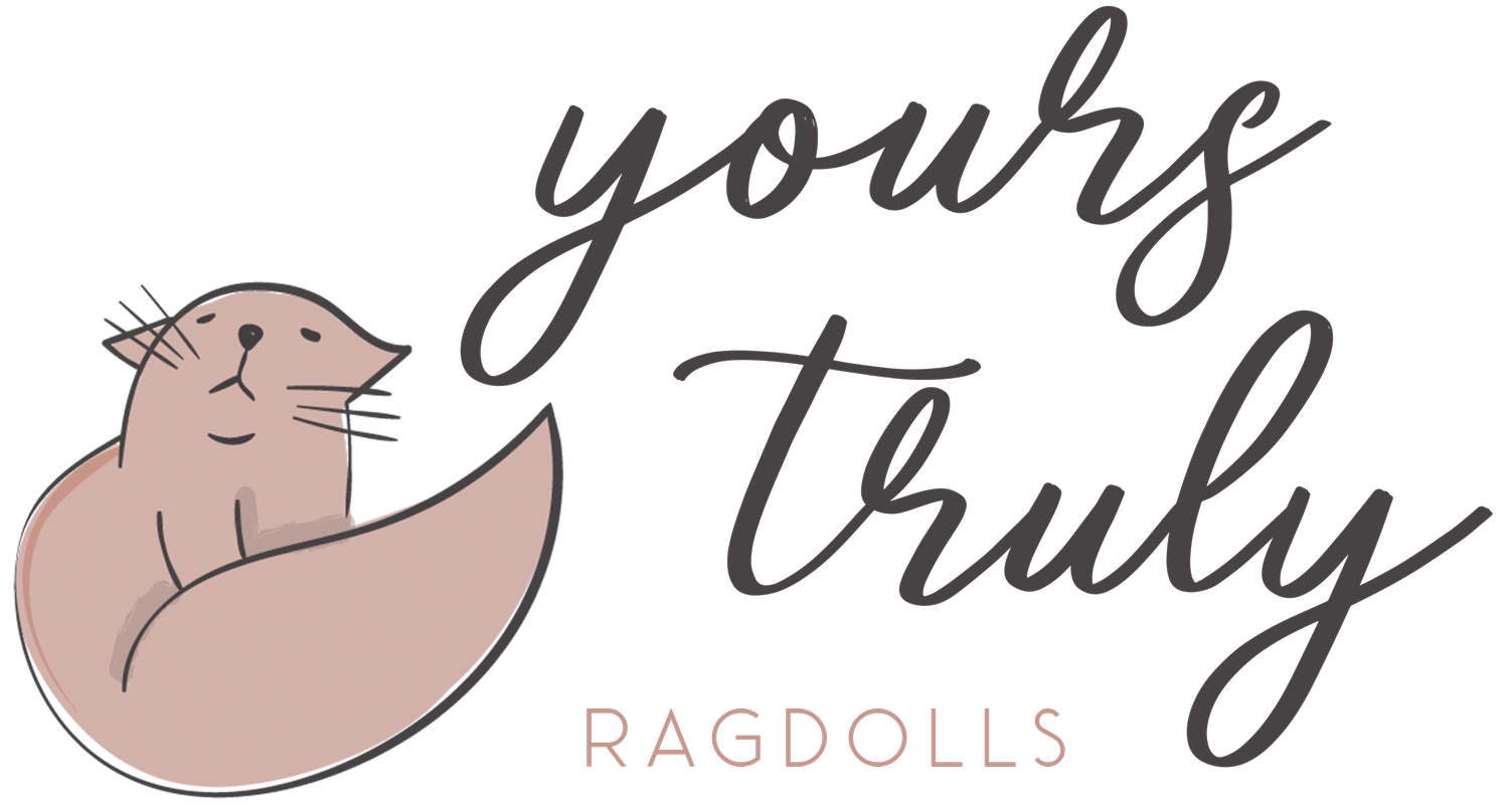 Yours Truly Ragdolls