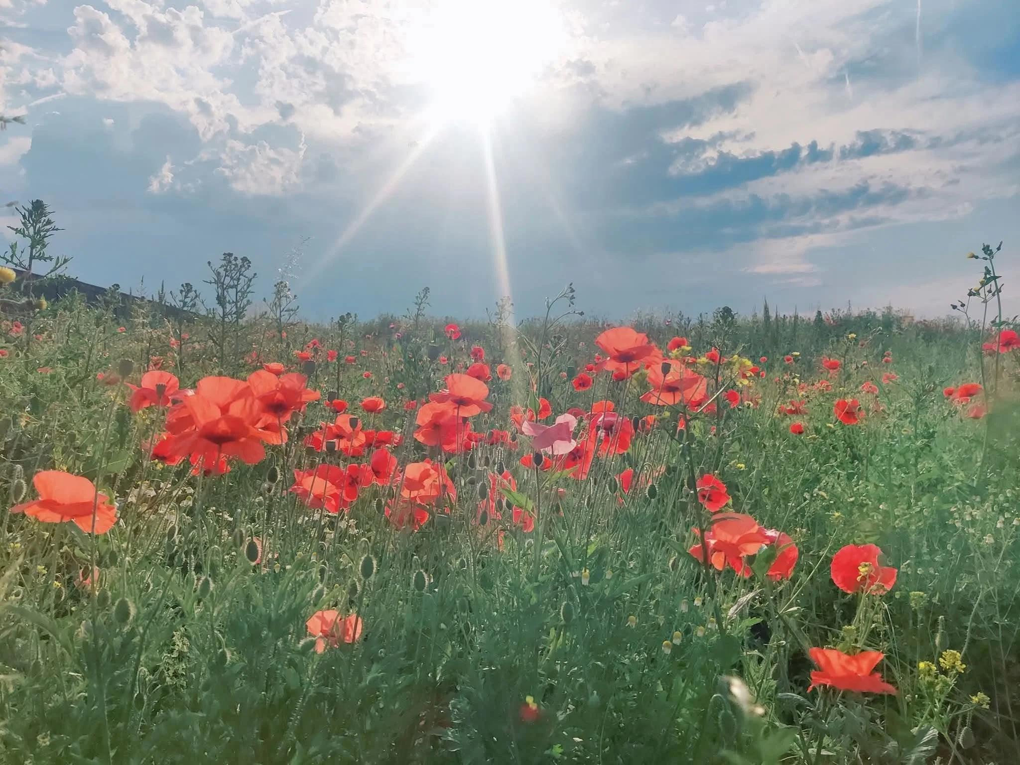 Découverte des fleurs de Bach