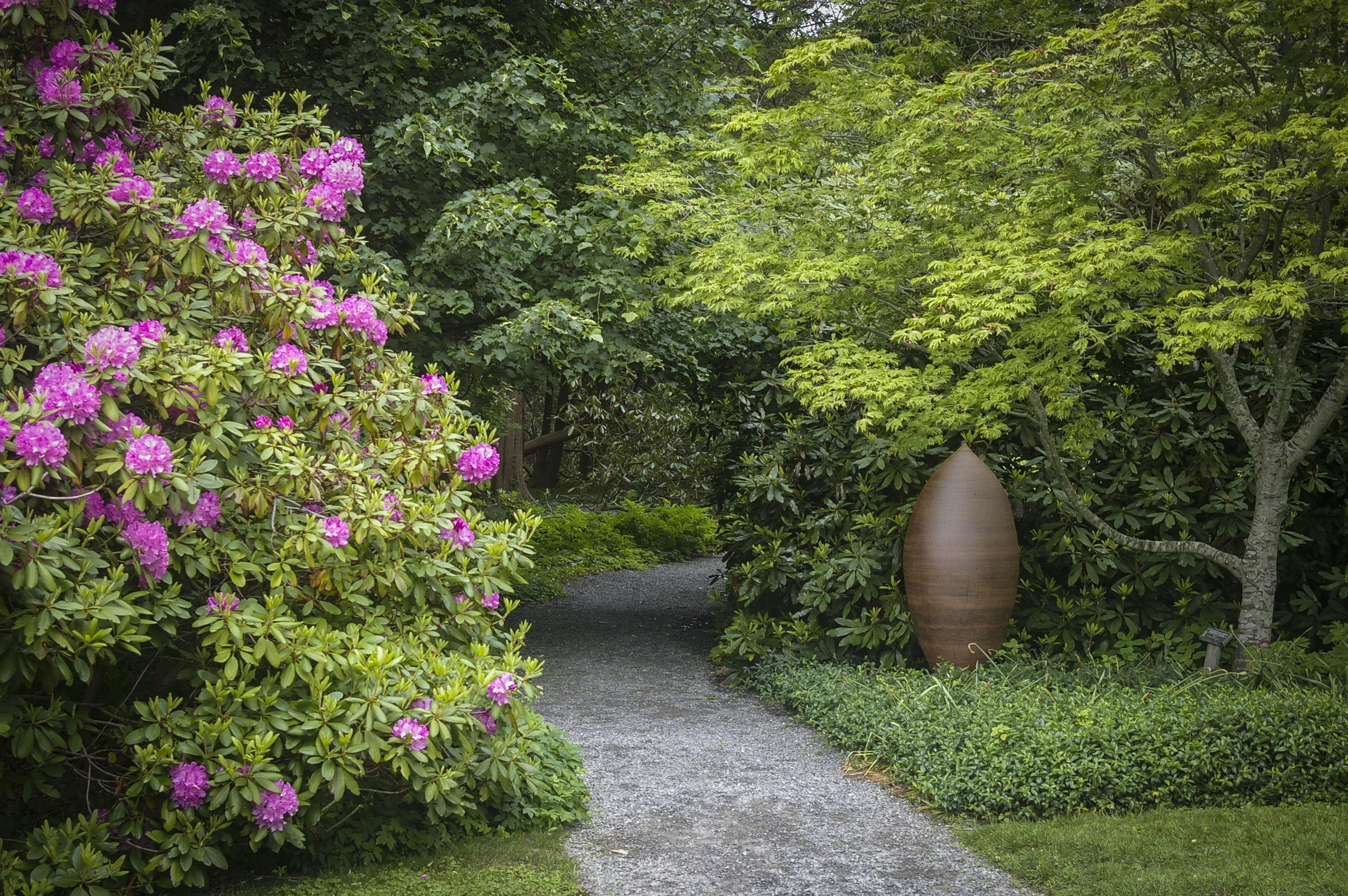 Garden pathway with blooming pink rhododendrons and tall ceramic vase sculpture at Blithewold Destination and Sanctuaries.