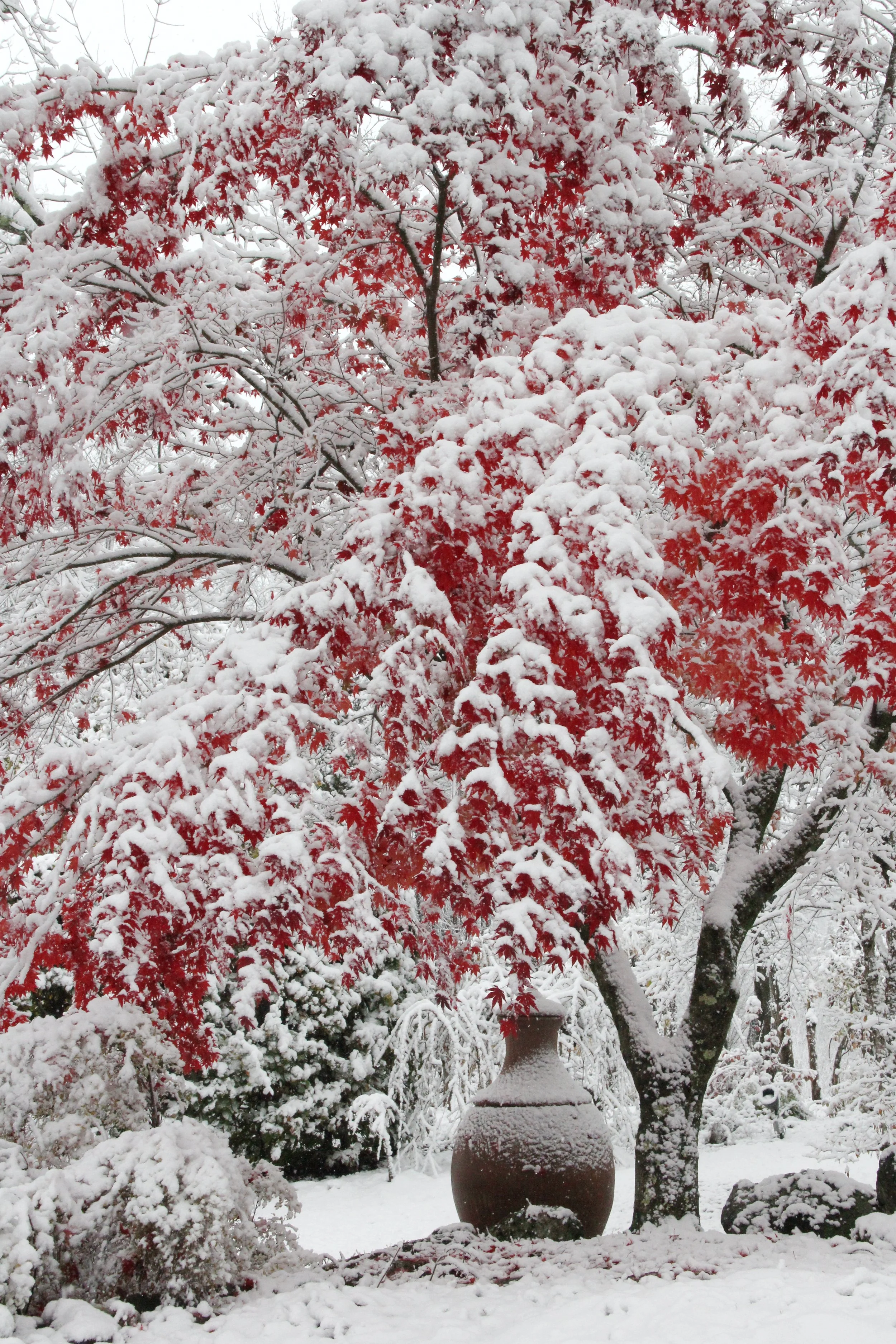 Red leaves, early snow (Hayward Gardens)JPG.JPG