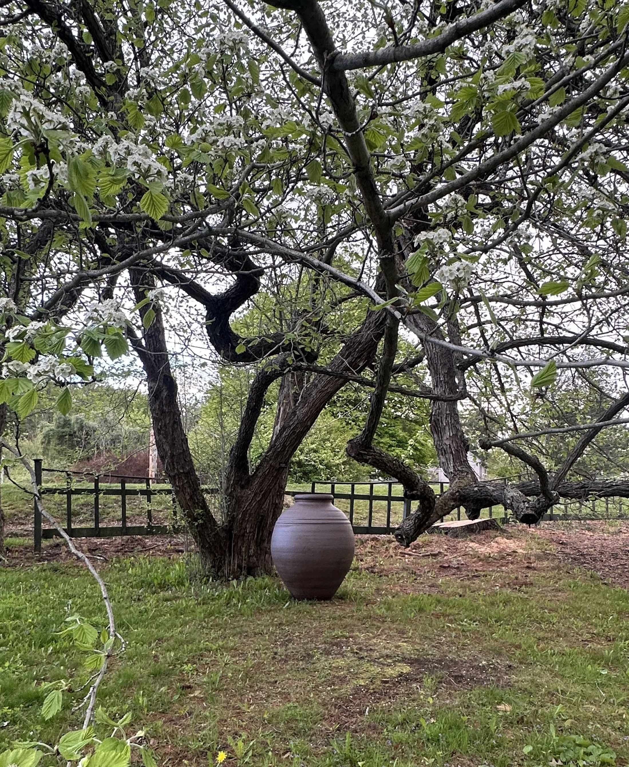 berkshire-botanical-garden-tree