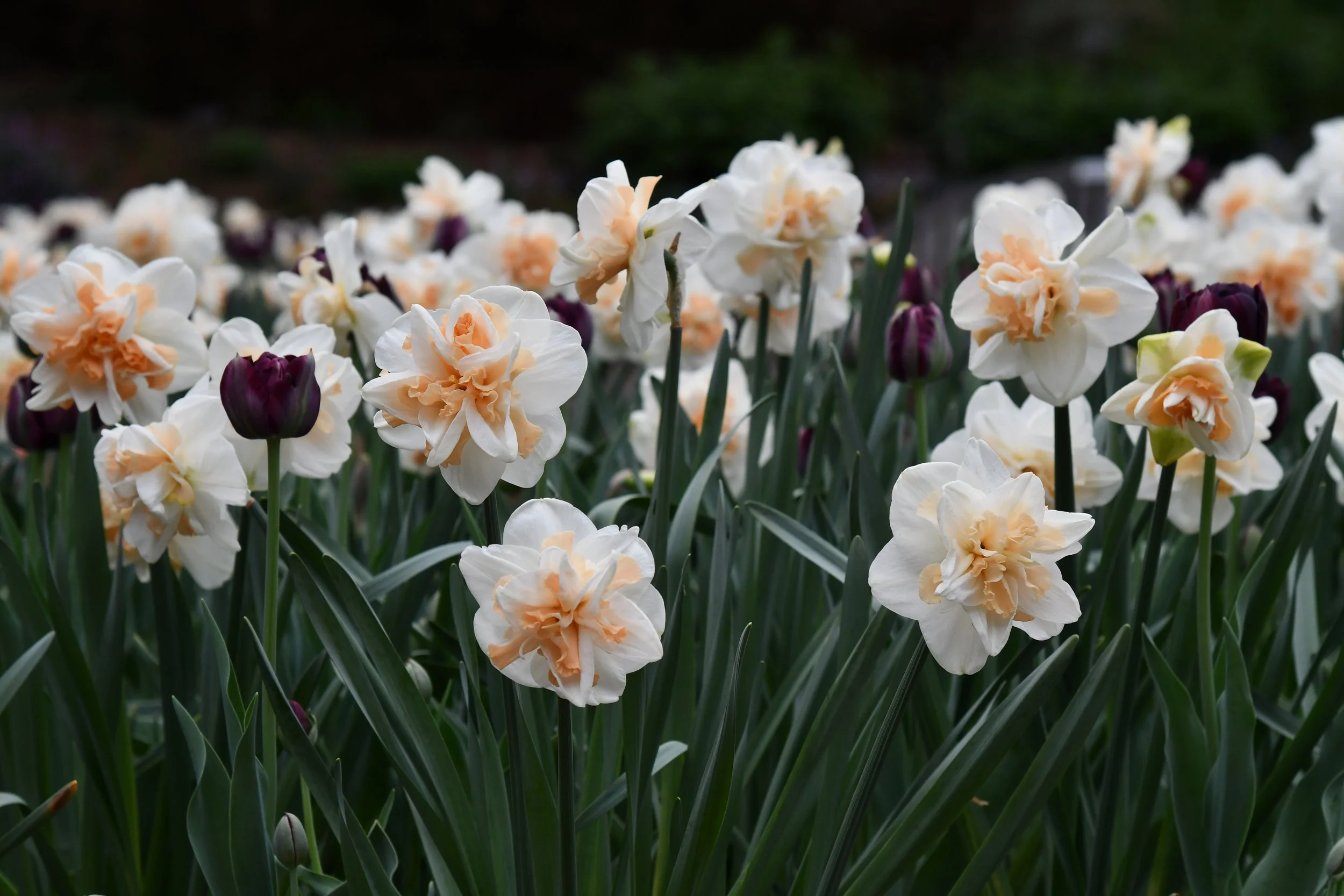 77504BB0-A439-4B66-848F-5CCC36DBFB92.jpeg