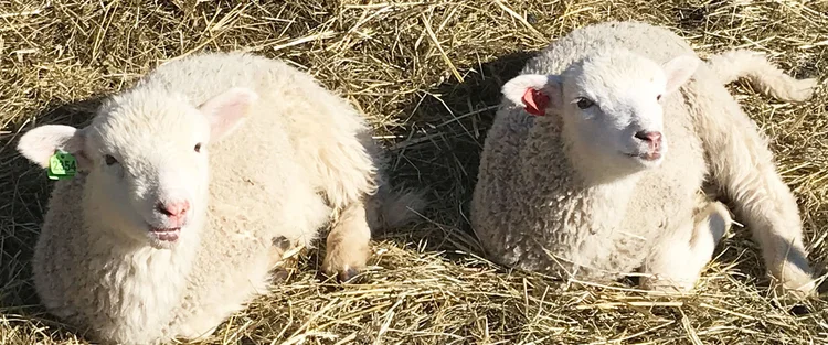 Lambs for sale near me