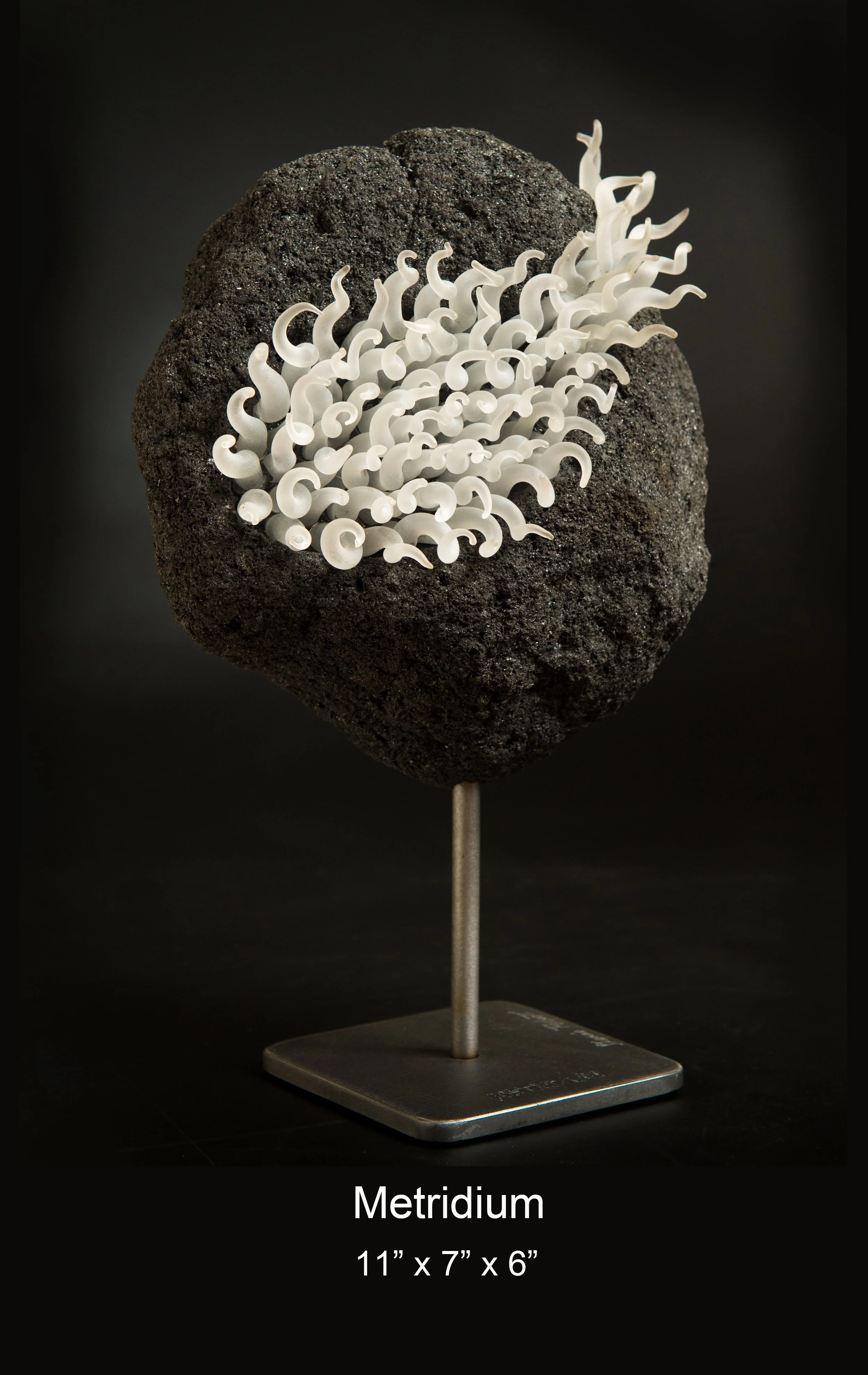 Dennis Felber-Metridium.jpg