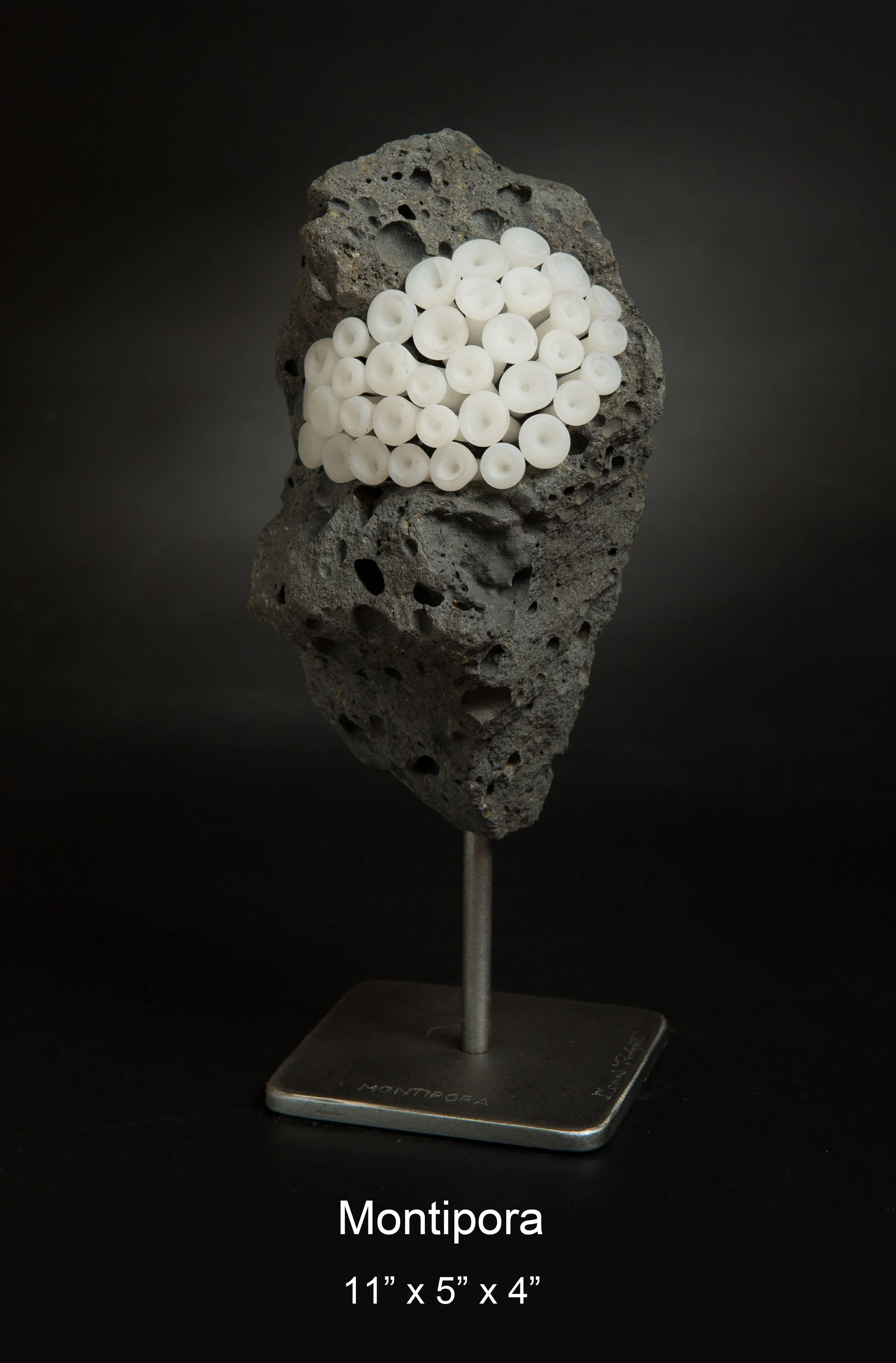 Dennis Robert-Montipora.jpg