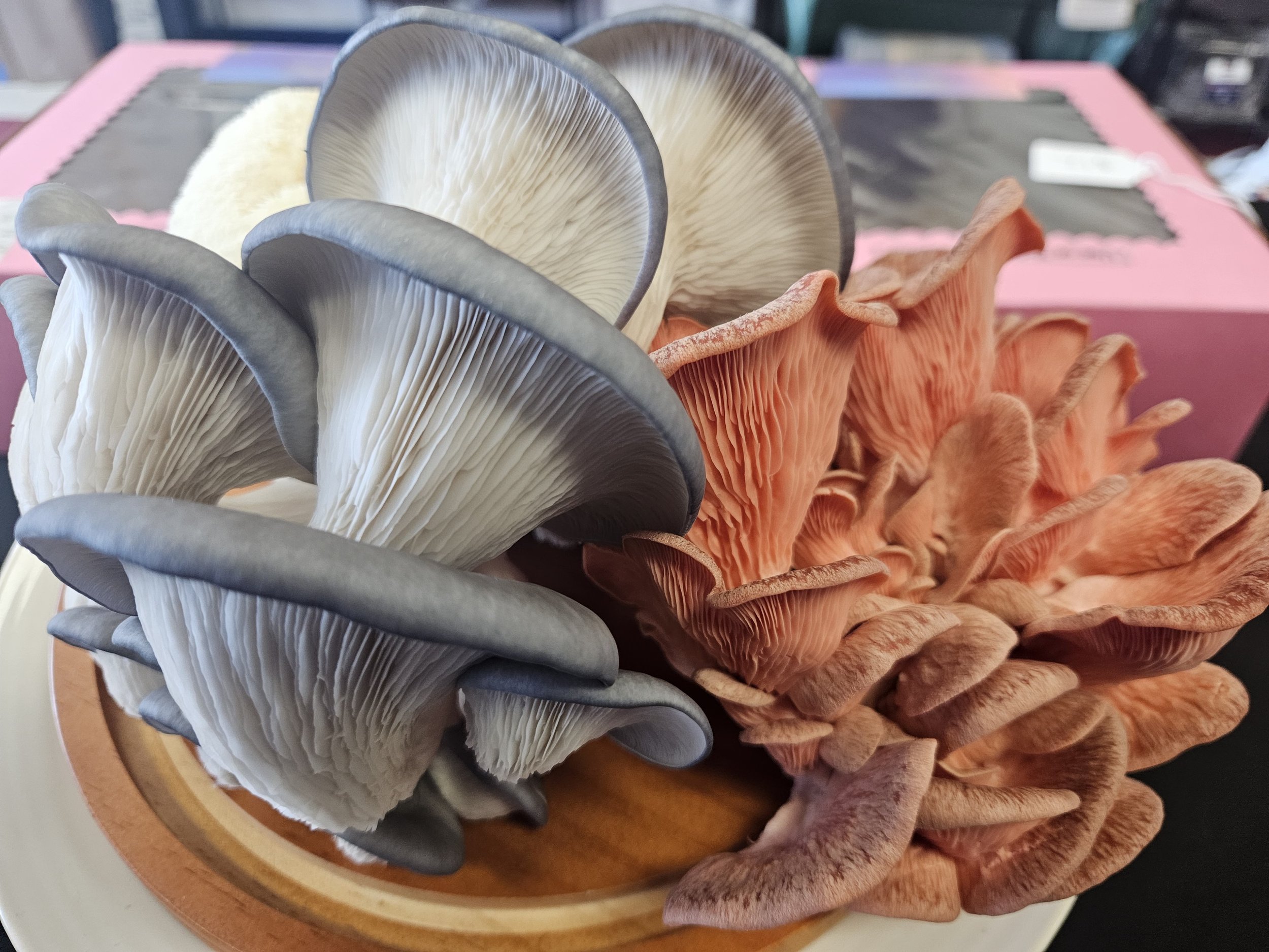 mushroom cluster.jpeg