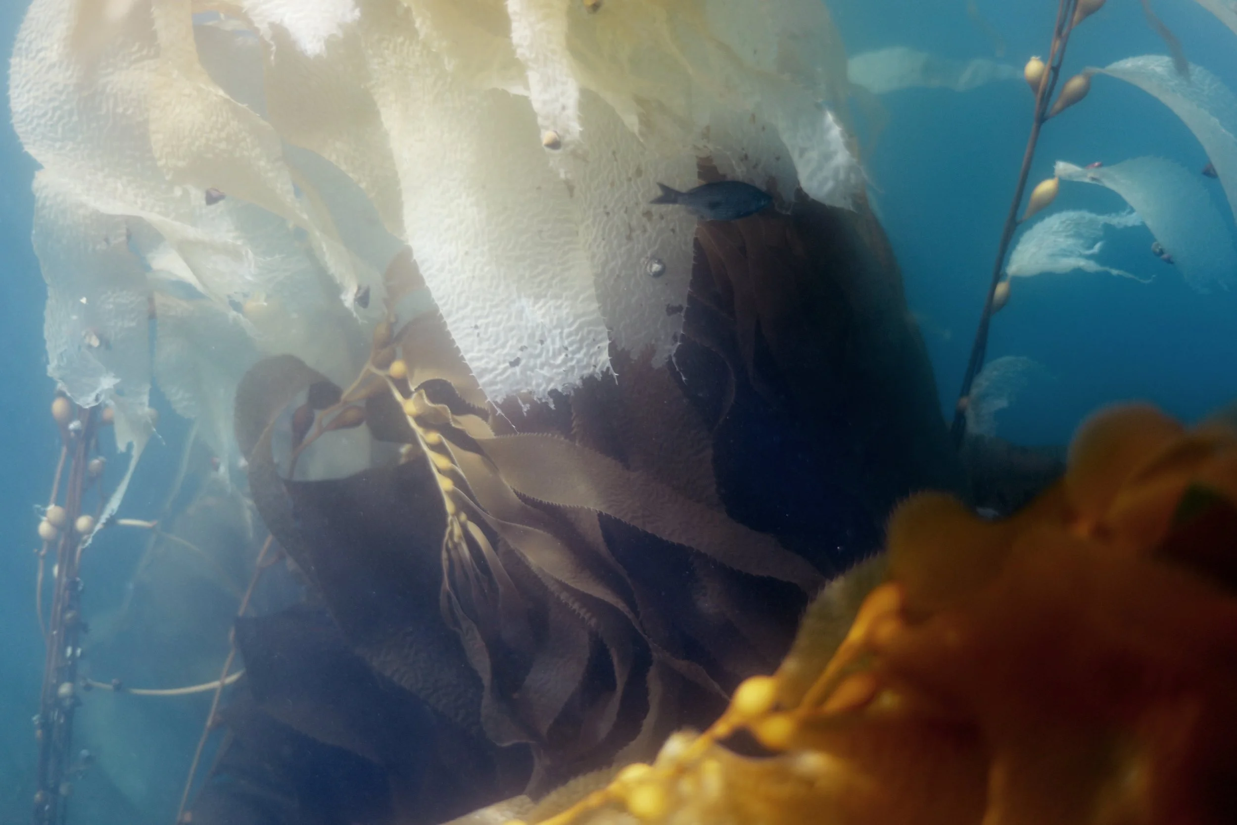 2021_EllieSchmidt_MultipleUse_SandyBeachKelp_5000.jpg
