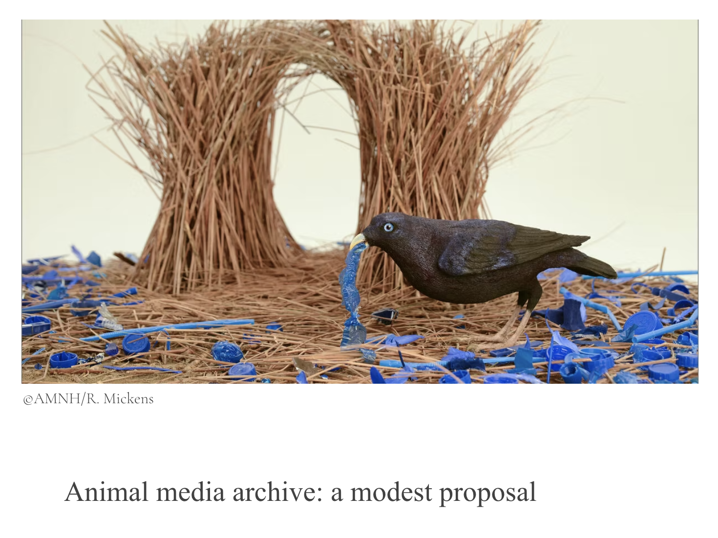 animal media archive (2024)