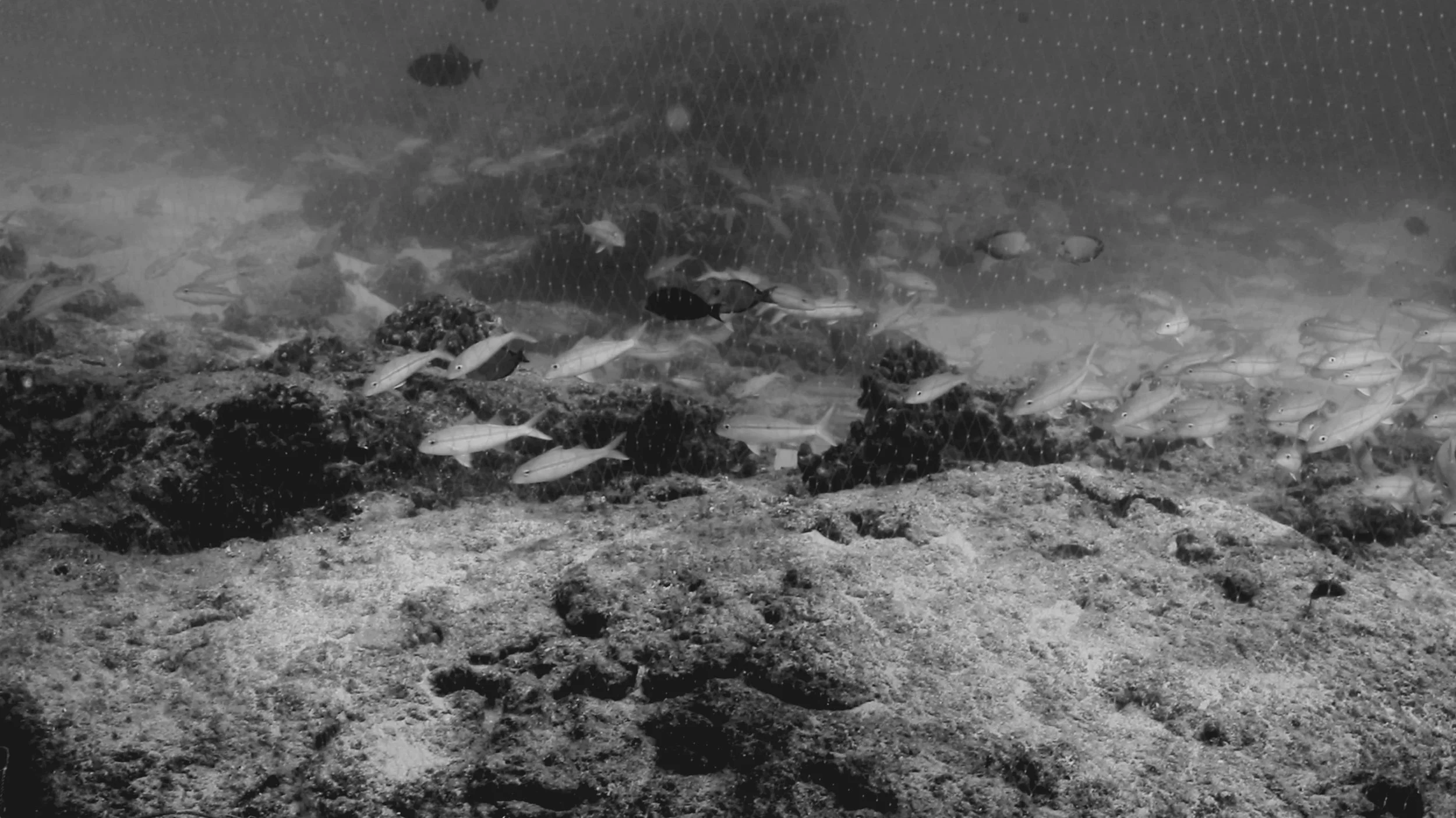 fishing with Wally (2021)