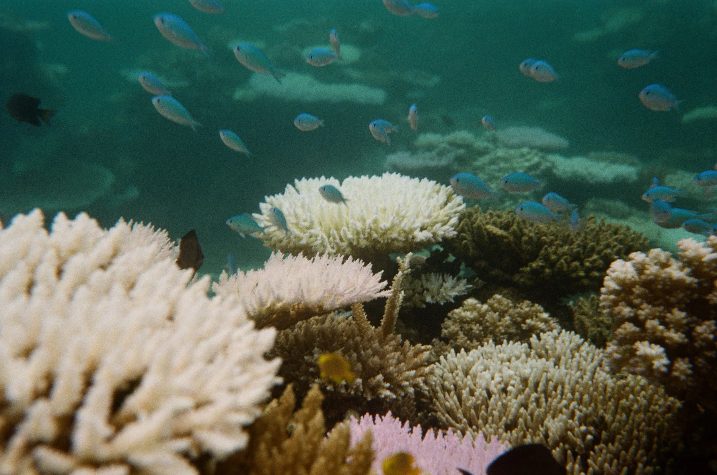 vitu levu (2022-2023)