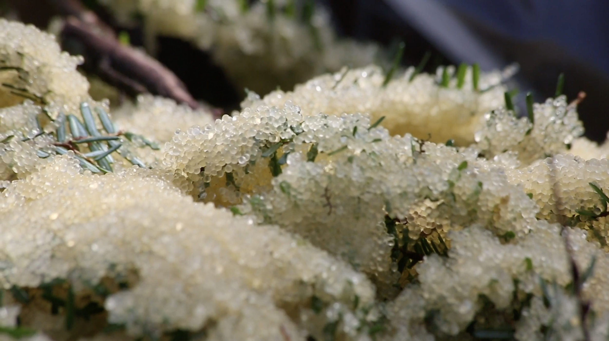 Screenshot 2024-03-12 at 5.43.02 PM.png