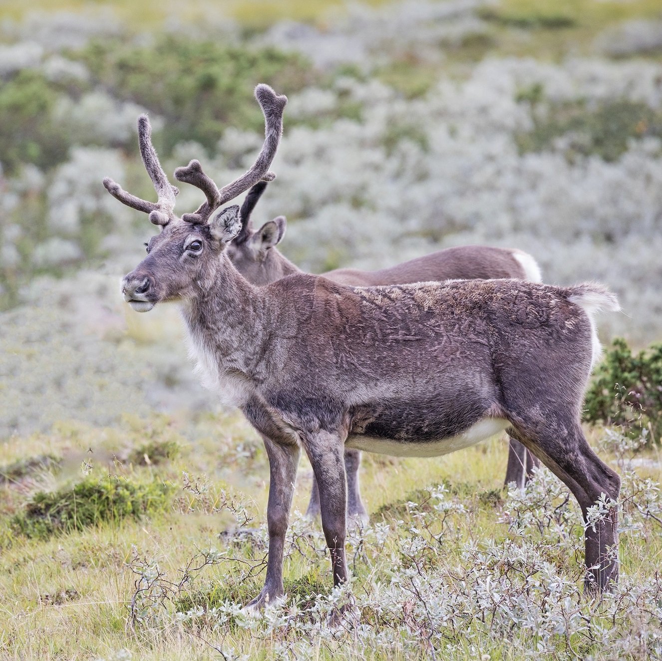 Reinsdyr i området Tyin og Filefjell