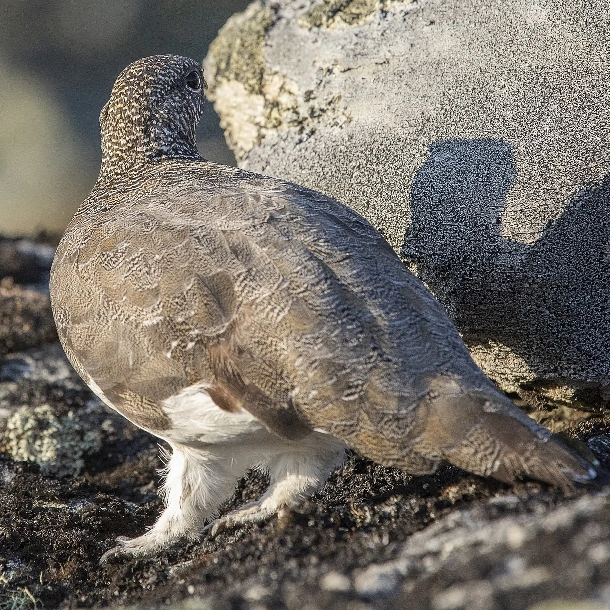 Fjellrype i Jotunheimen