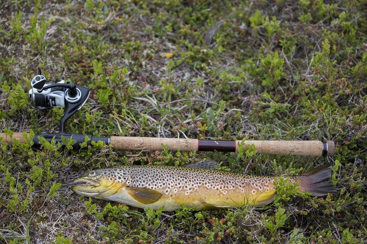 Stor ørret i området Tyin - Filefjell og Jotunheimen