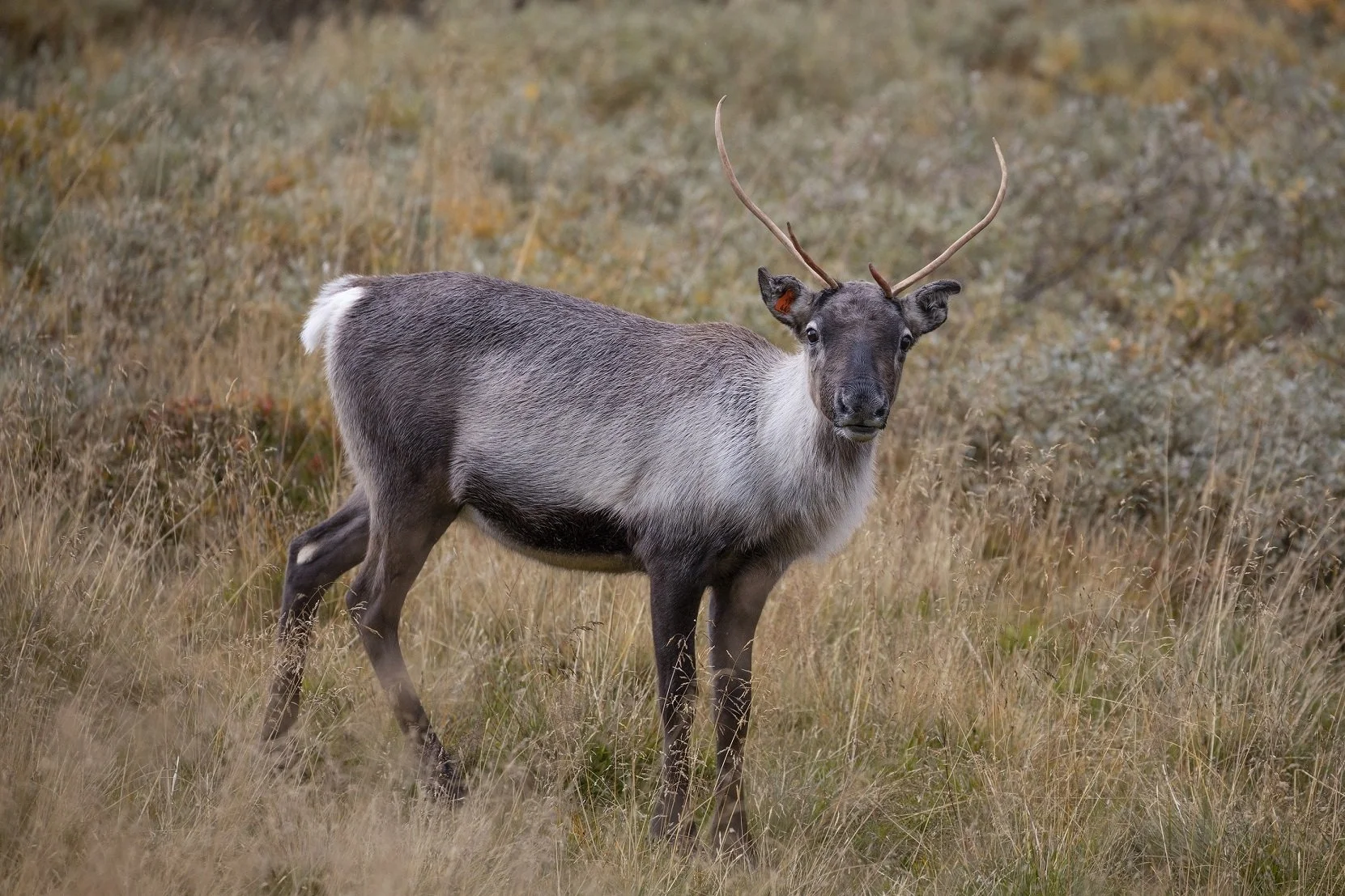 Guidet reinsdyrsafari i området Tyin og Filefjell