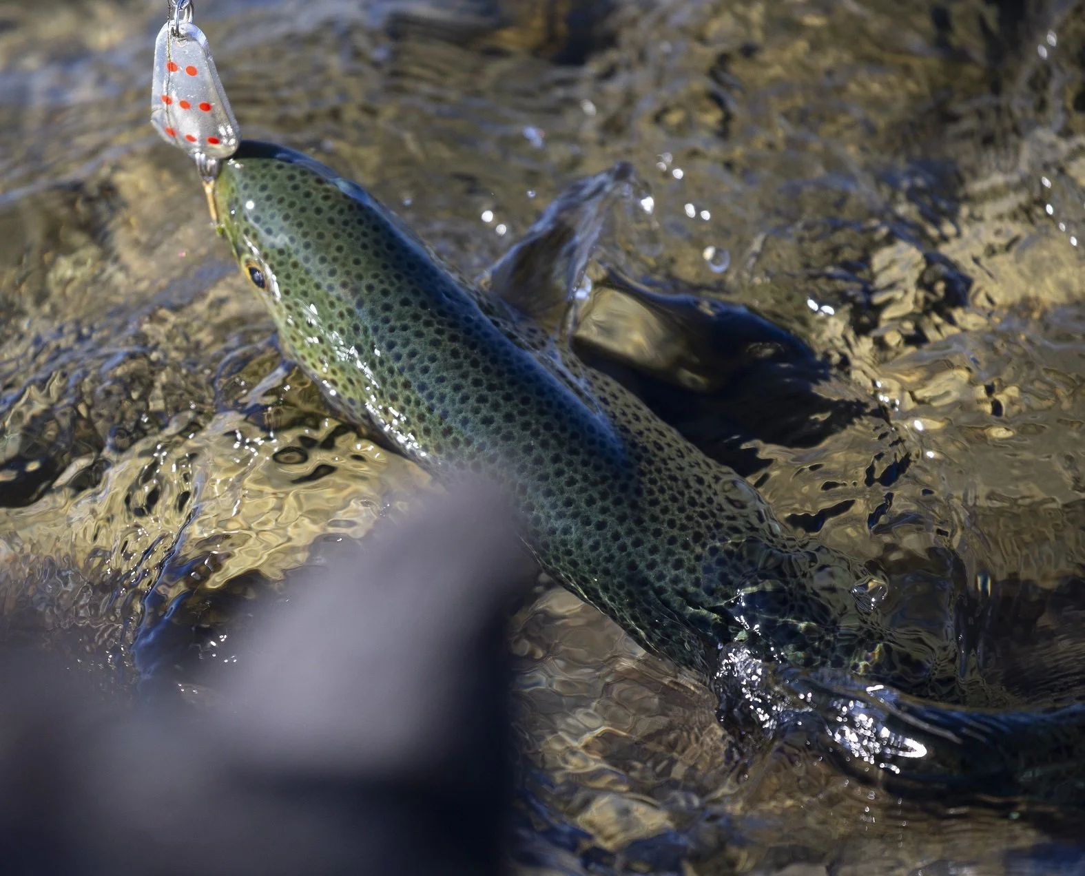 Ørretfiske i Jotunheimen