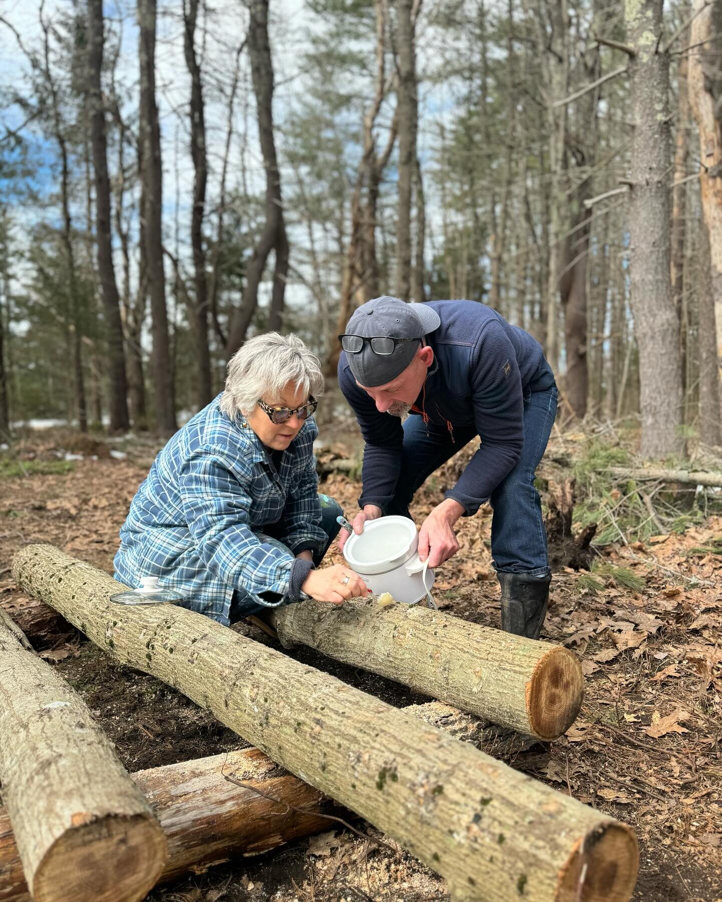 It was a beautiful day to get our shiitake  mushrooms spores into the oak logs !! Wheeeee, can&rsquo;t wait to see how they grow!!