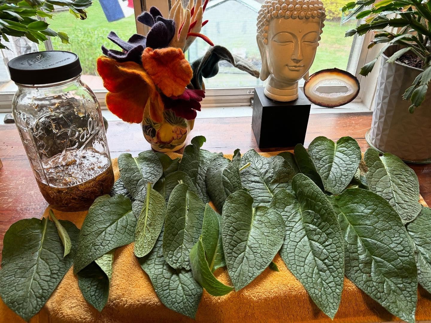 Comfrey is up !! I&rsquo;m getting ready to make some healing salve !!!