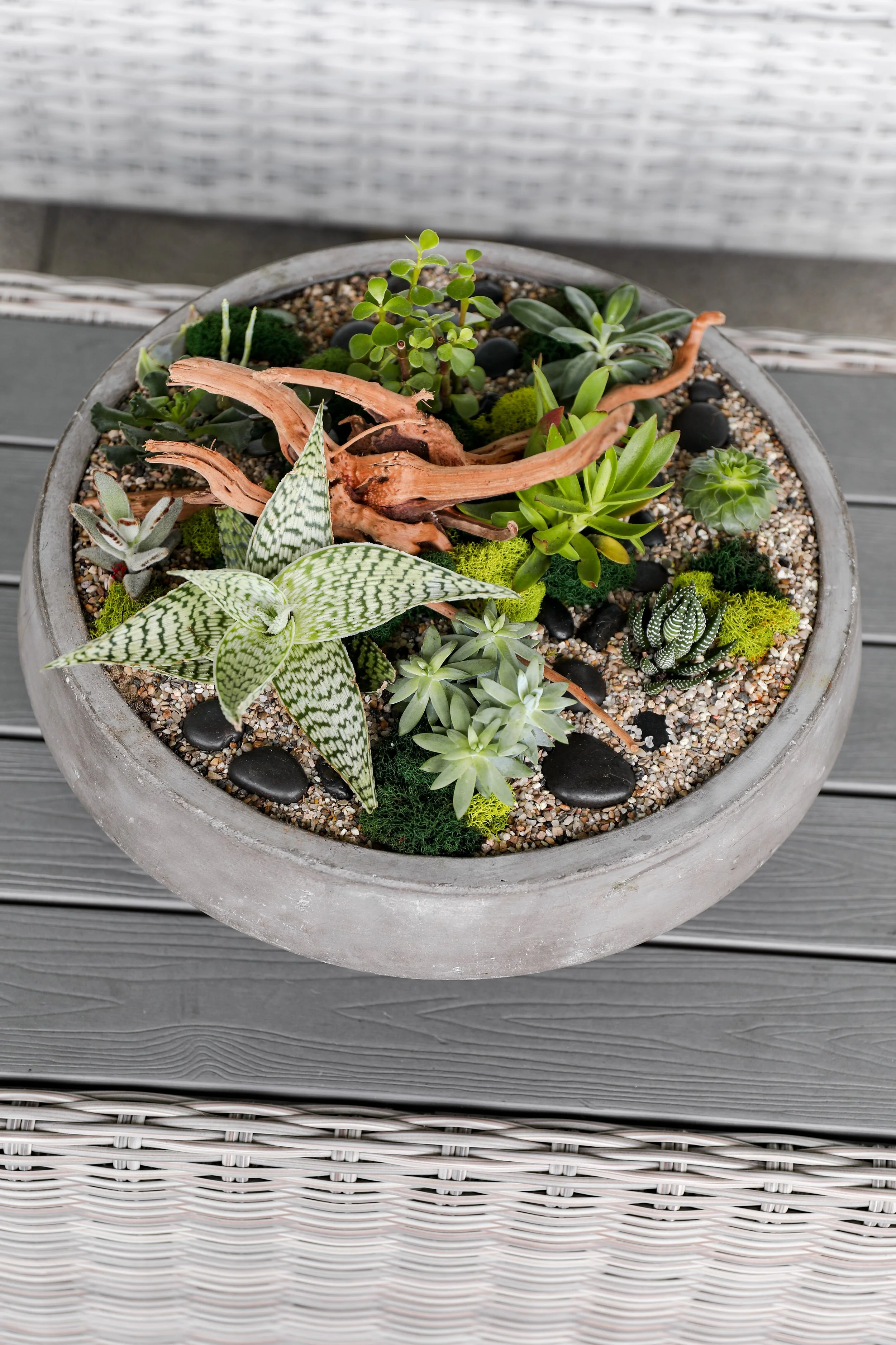 succulent-plants-for-restaurants.jpg