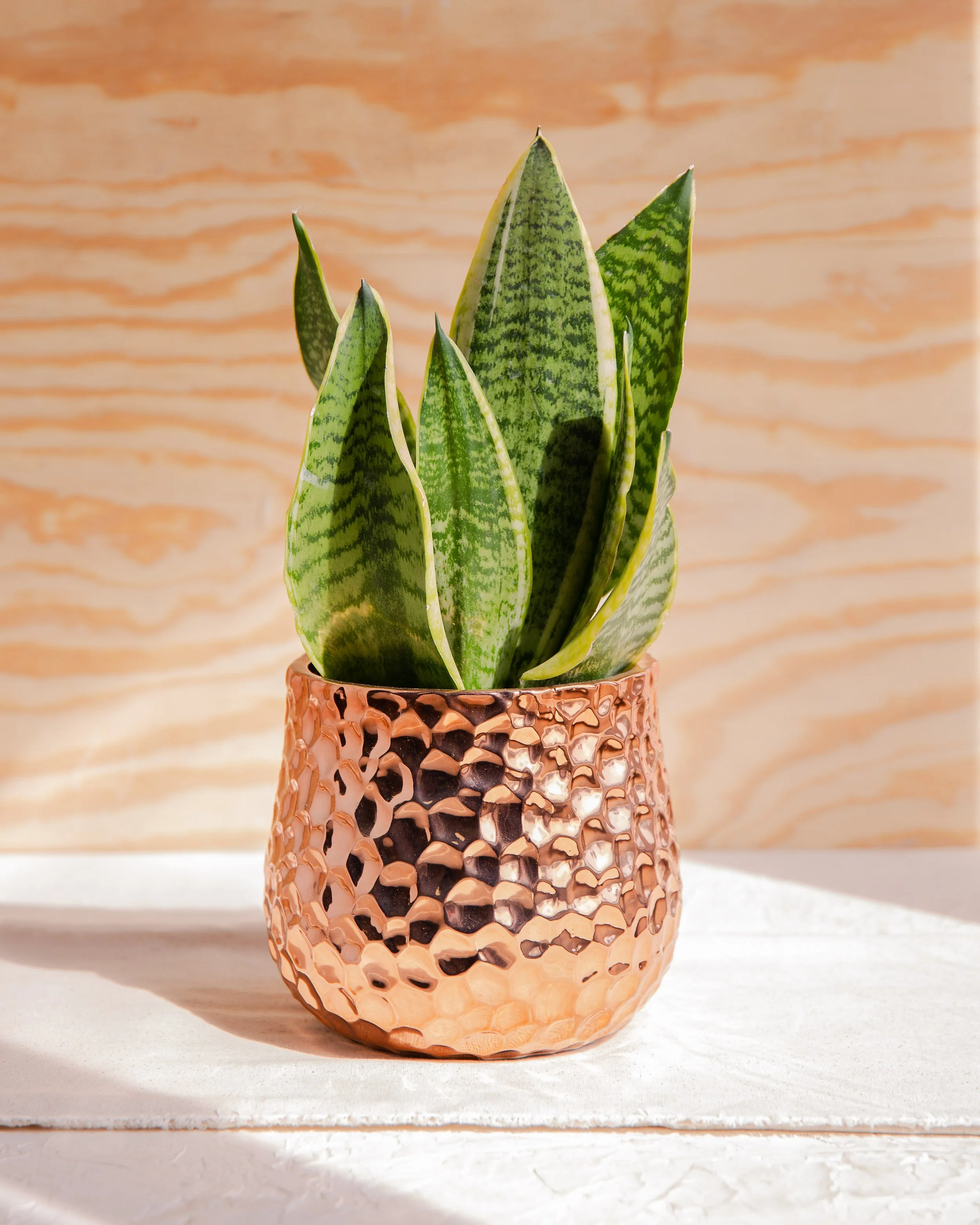 10_4 Social Post_Snake Plant Reel Cover Image (1).jpg