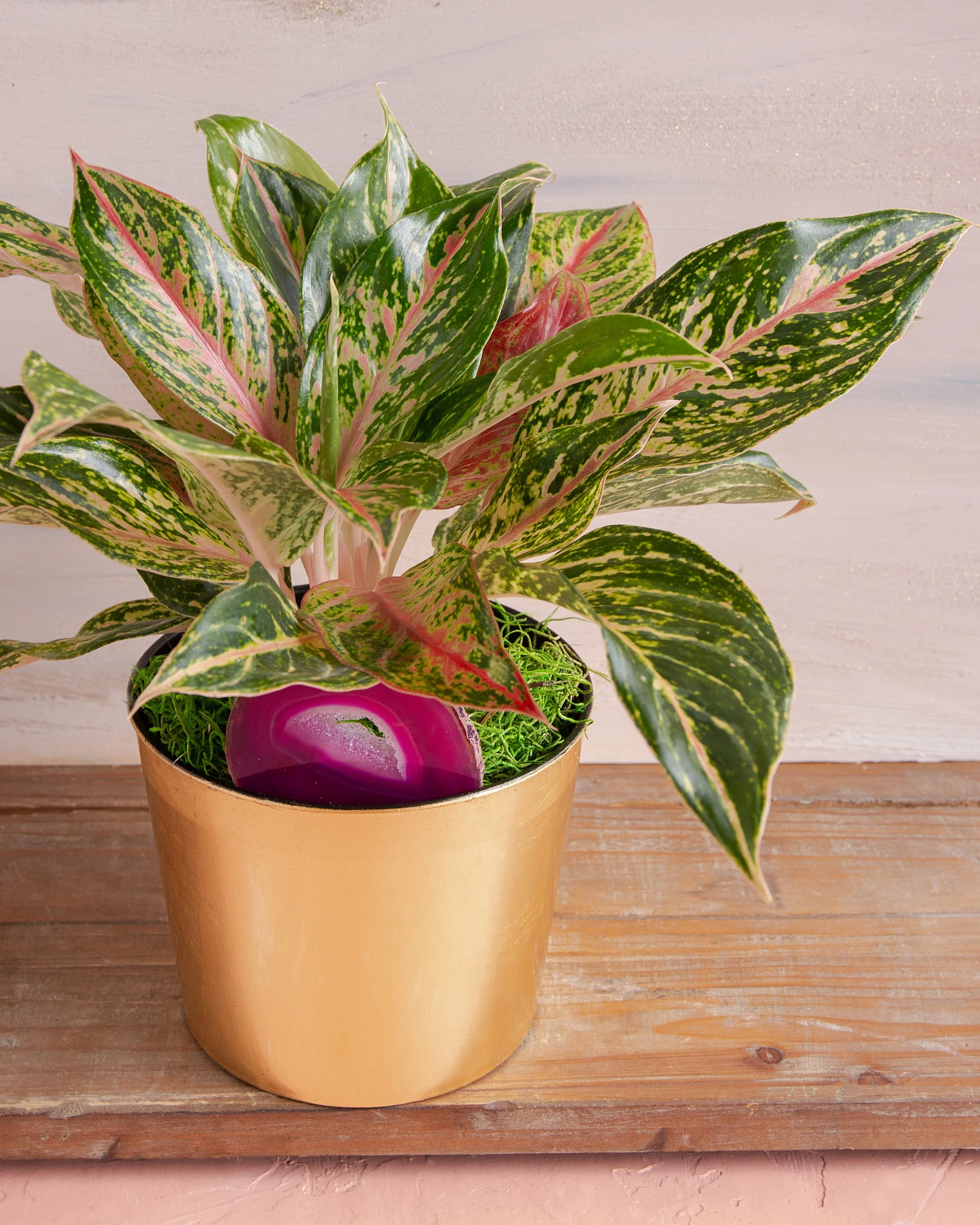 Plant of the Month_Aglaonema 5.jpg