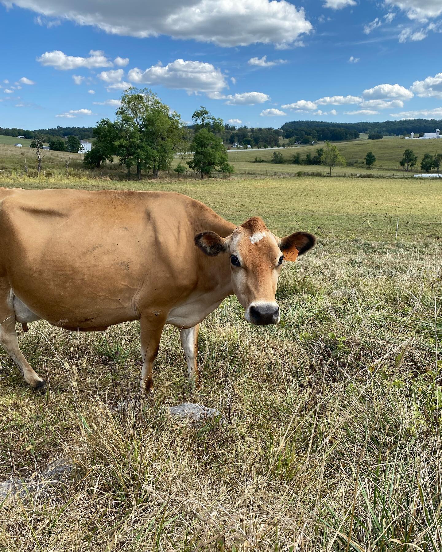Meet &quot;12&quot; - (Our cows have either a name or a number). 12 is one of our very favorites! I think she is beautiful with her tan coat and dark black ears and eyes.
12 came to Creambrook from a grazing dairy in 2020 at the beginning of the pand