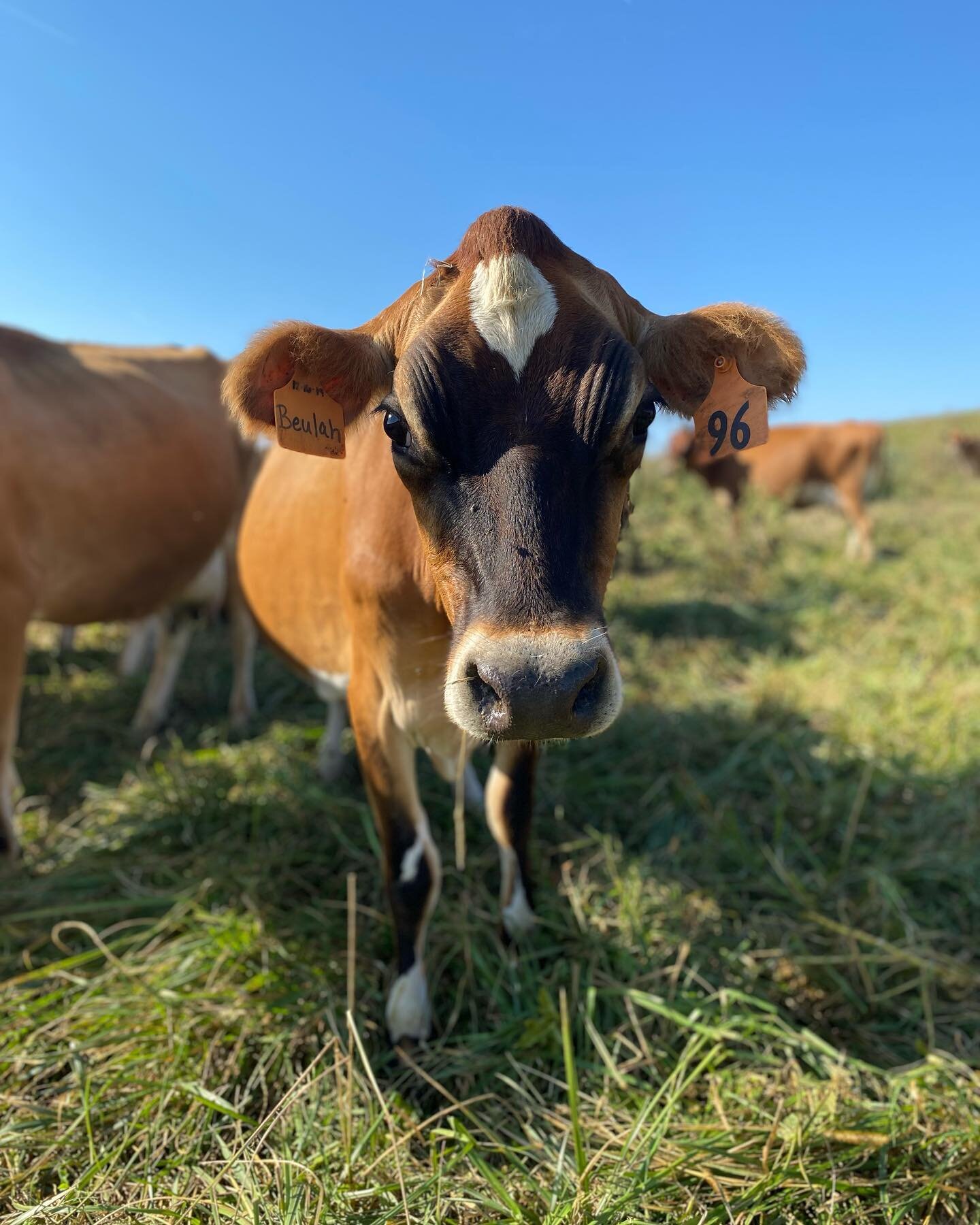 Meet the cow of the week, Beulah! Named after Ben&rsquo;s first Jersey that he bought and hand-milked in 2008, Beulah is a special cow. :)
Beulah is young and is in her first lactation as a milking cow. She was born and raised here at Creambrook!
She