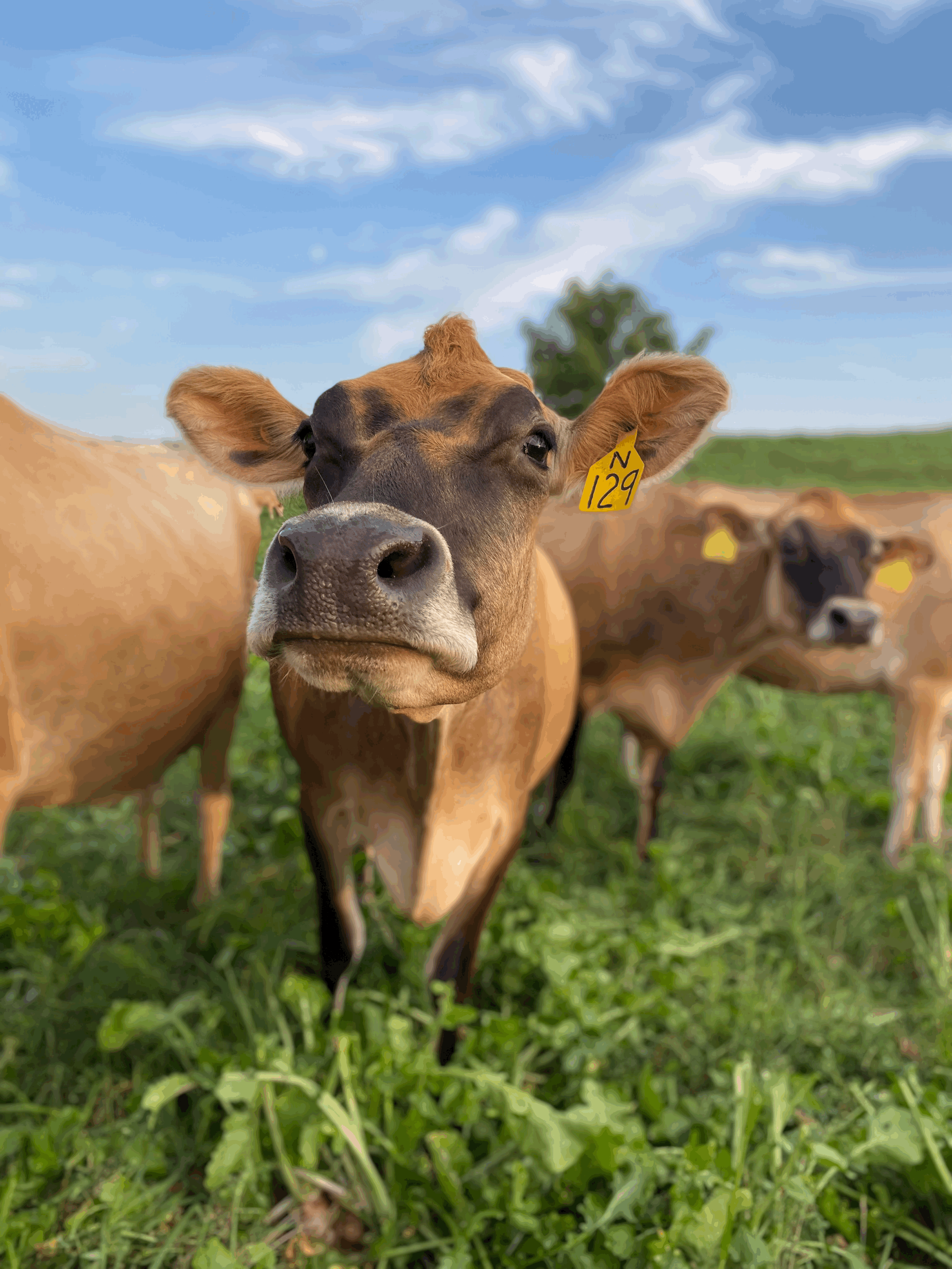 Moving to a New Creamery + Raw Butter Coming Soon!