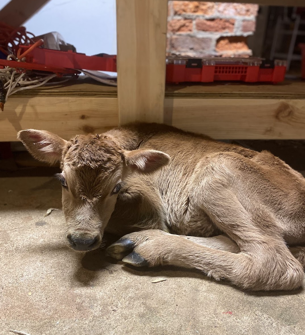 Meet Butter, the Calf