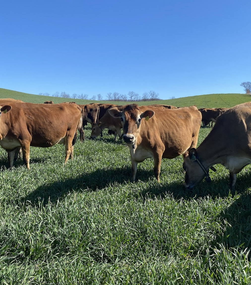 First Day of Spring Grazing! 